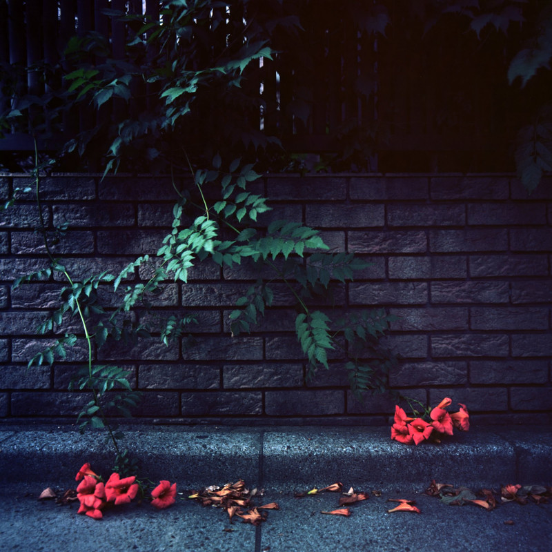 撮影者名：mashiko様<br>作品についてのコメント：8月の終わりのハイビスカスの姿です。この年の夏は、イベントが盛りだくさんでした。カメラはHASSELBLAD SWC、レンズはBiogon C38mm F4.5 T*、フィルムはEktar 100です。