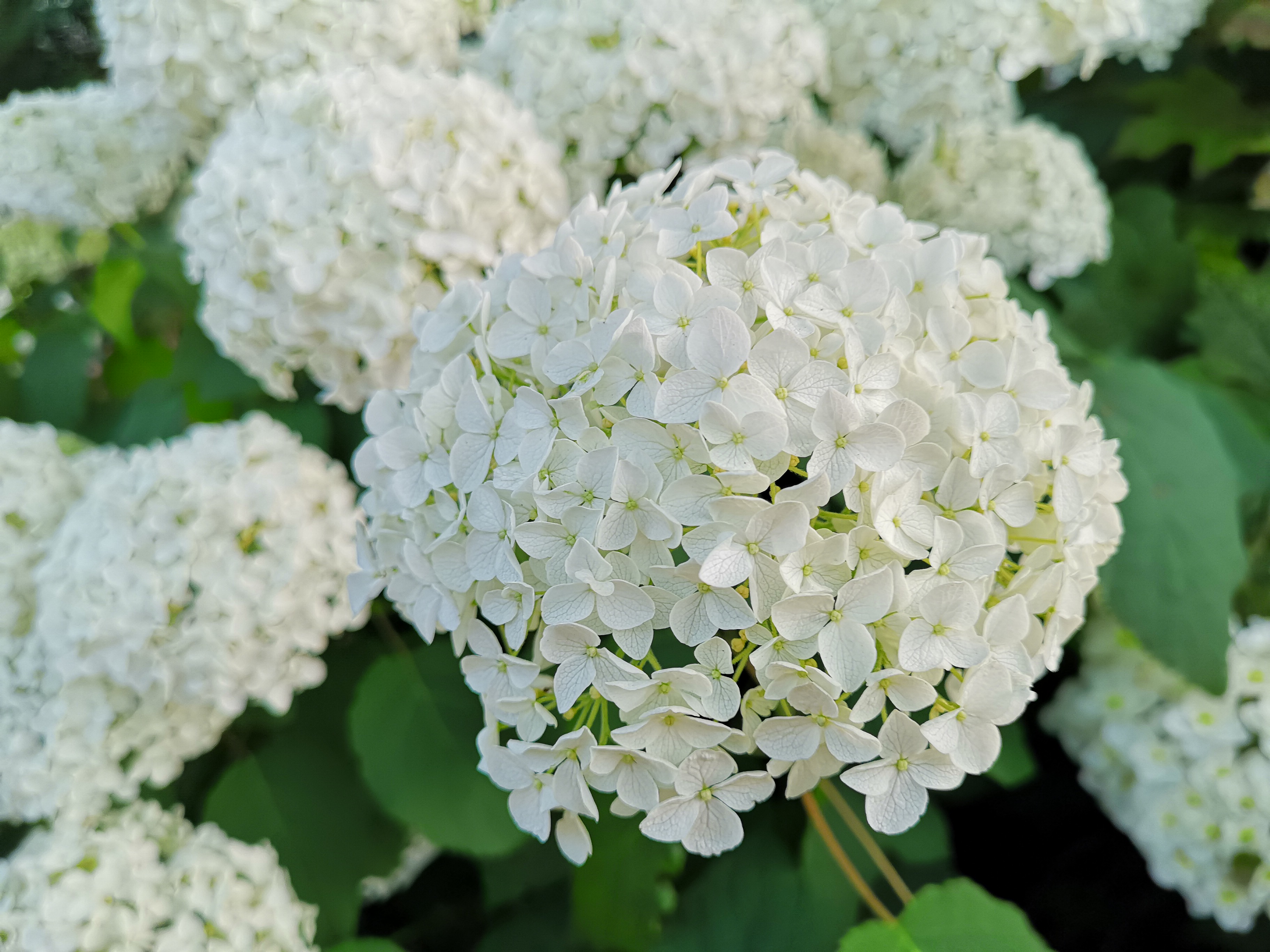 P20 Pro / 1/243秒 / F1.8 / 0EV / ISO 50 / 27mm相当