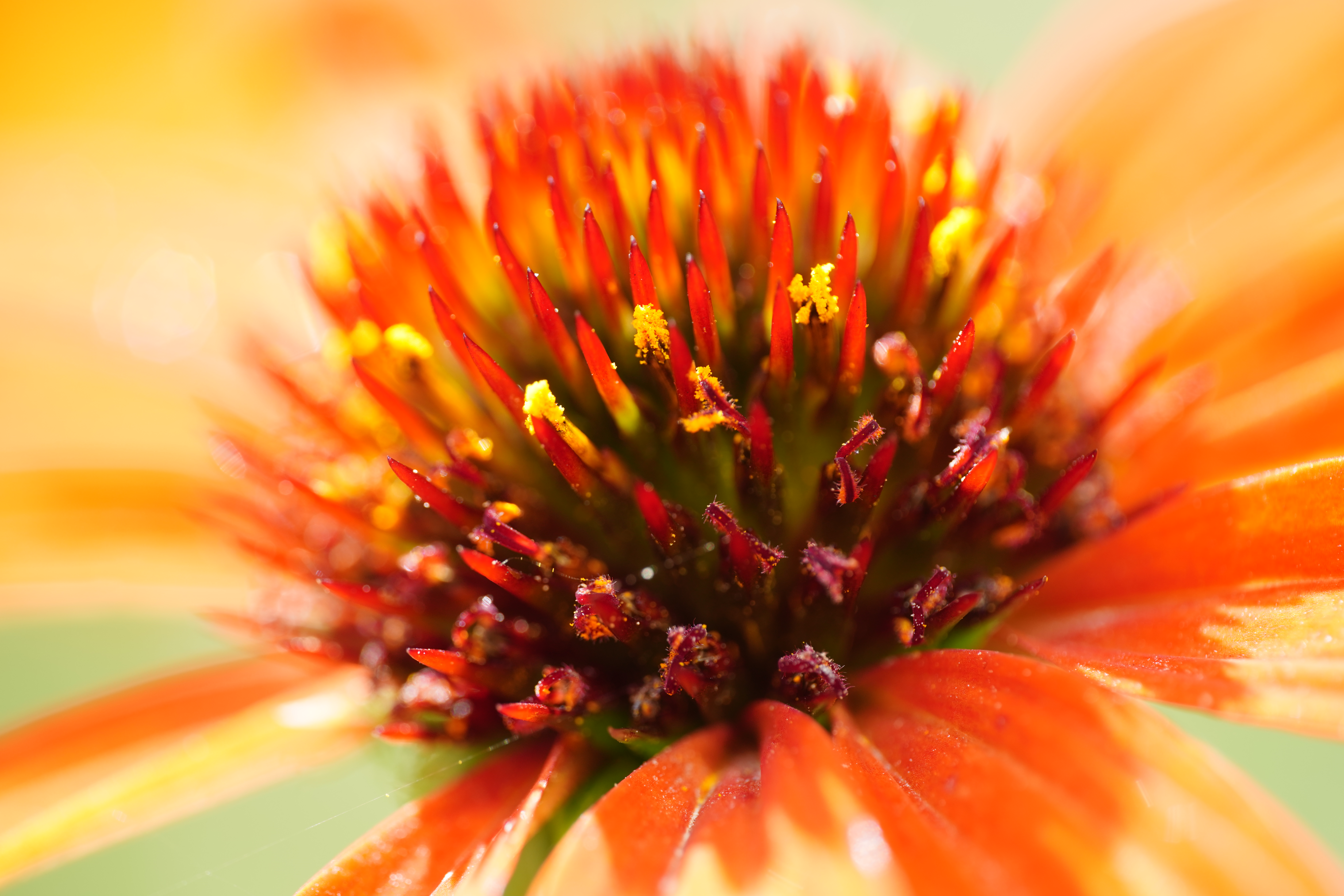 α7R III / MACRO APO-LANTHAR 110mm F2.5 E-mount / 1/125秒 / F5.6 / +1.3EV / ISO 400 / 絞り優先AE / 110mm