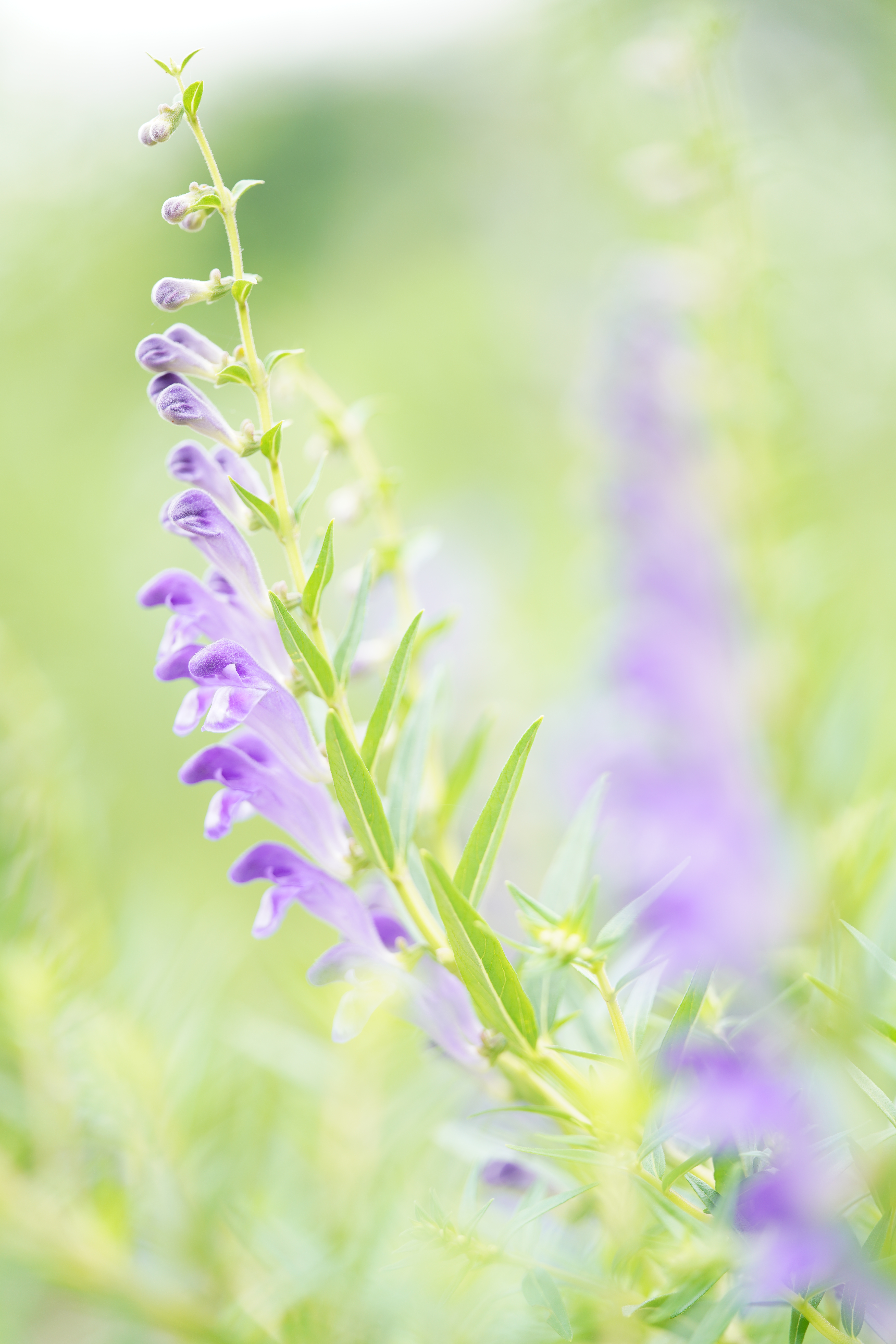 α7R III / MACRO APO-LANTHAR 110mm F2.5 E-mount / 1/160秒 / F2.5 / +2EV / ISO 200 / 絞り優先AE / 110mm