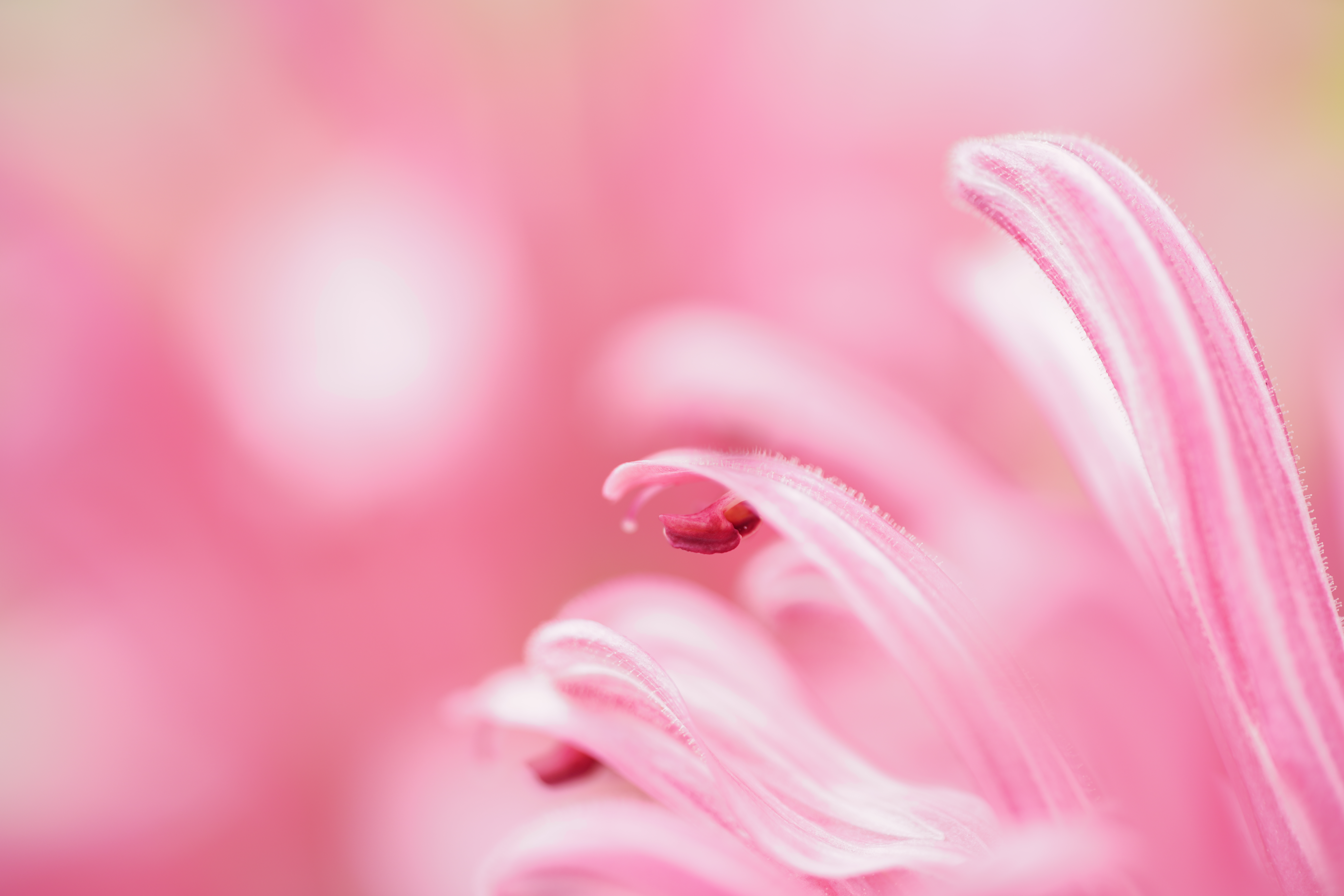 α7R III / MACRO APO-LANTHAR 110mm F2.5 E-mount / 1/80秒 / F2.5 / +2EV / ISO 200 / 絞り優先AE / 110mm