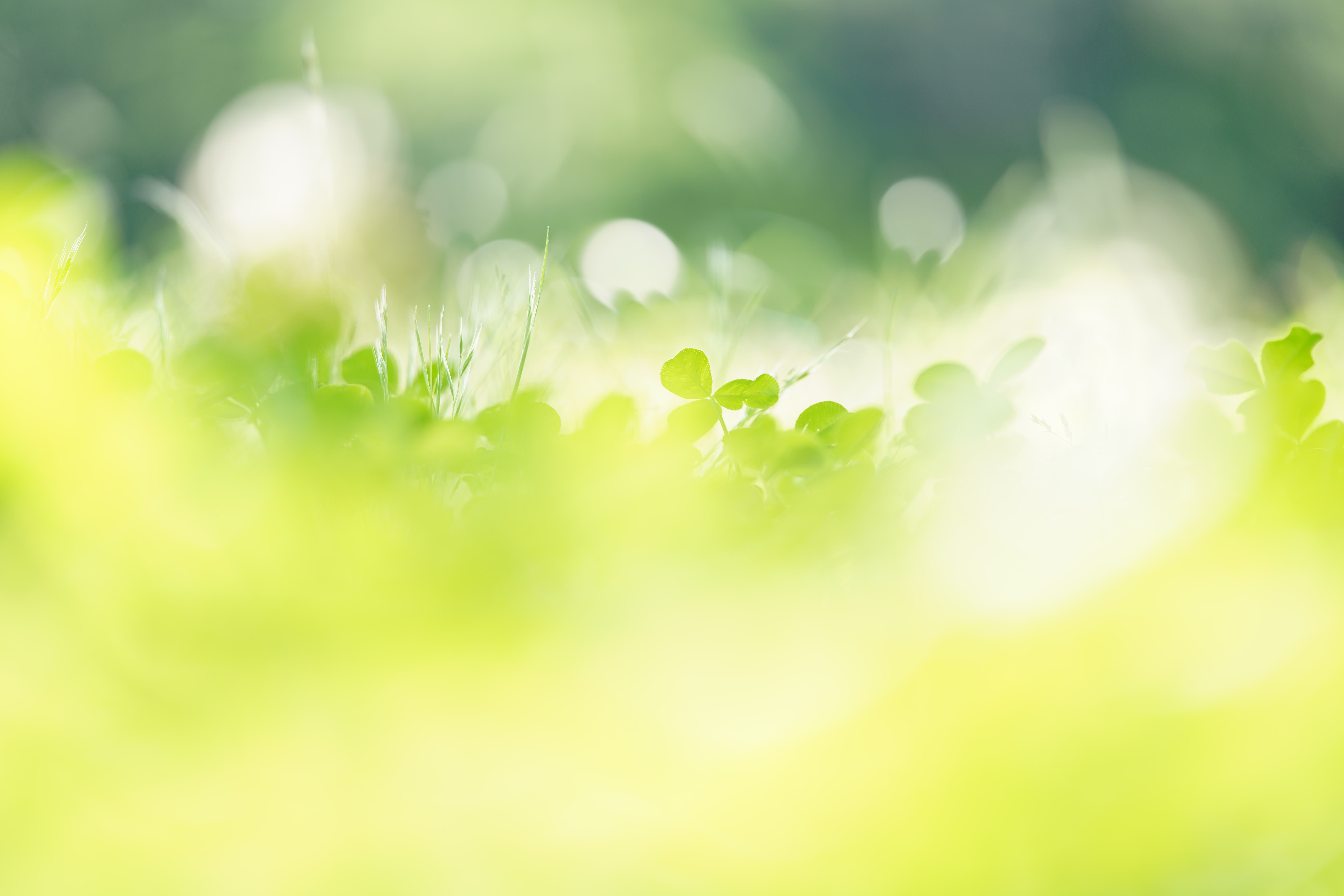 α7R III / MACRO APO-LANTHAR 110mm F2.5 E-mount / 1/200秒 / F2.5 / +2EV / ISO 100 / 絞り優先AE / 110mm