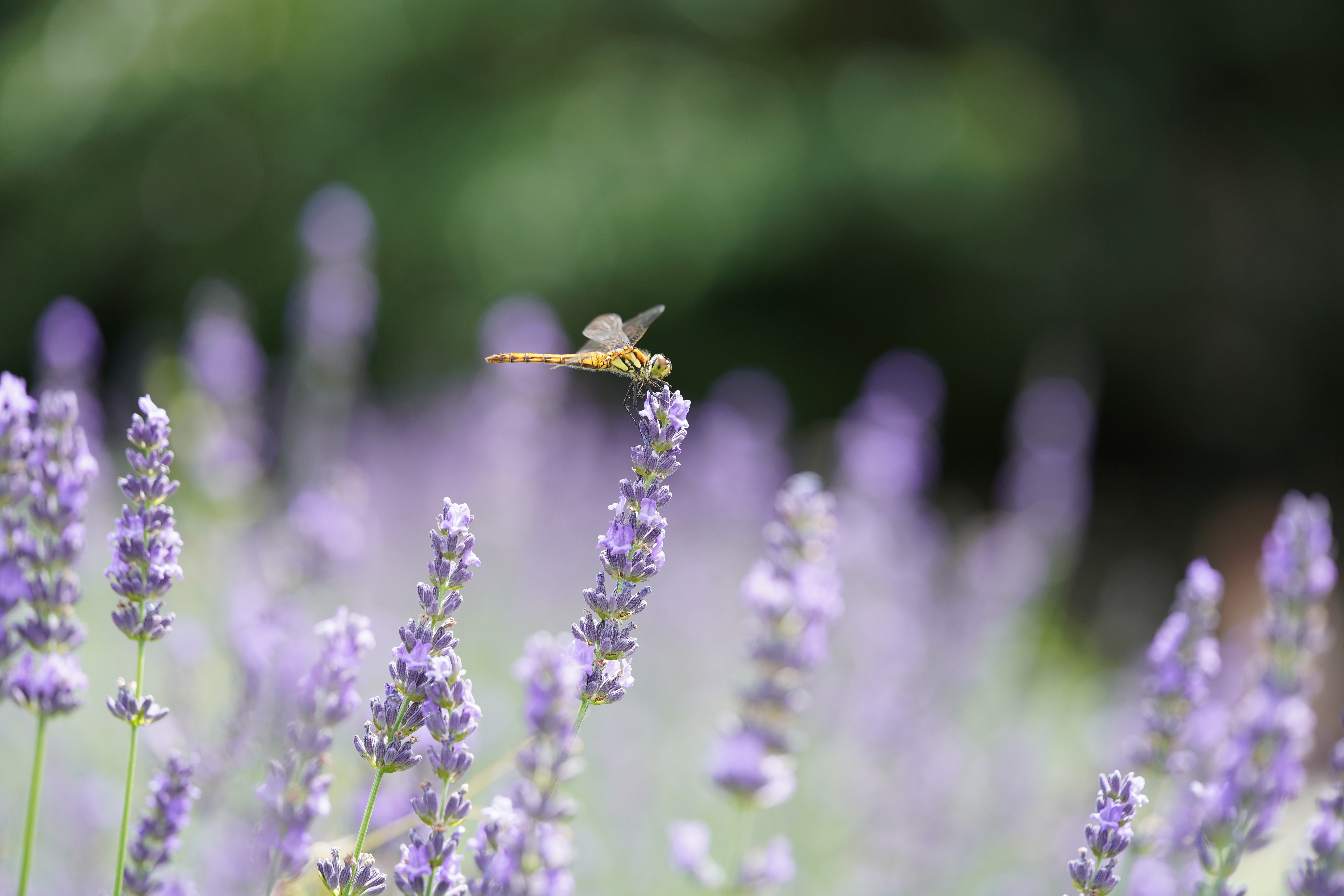 α7R III / MACRO APO-LANTHAR 110mm F2.5 E-mount / 1/500秒 / F3.5 / 0EV / ISO 200 / 絞り優先AE / 110mm