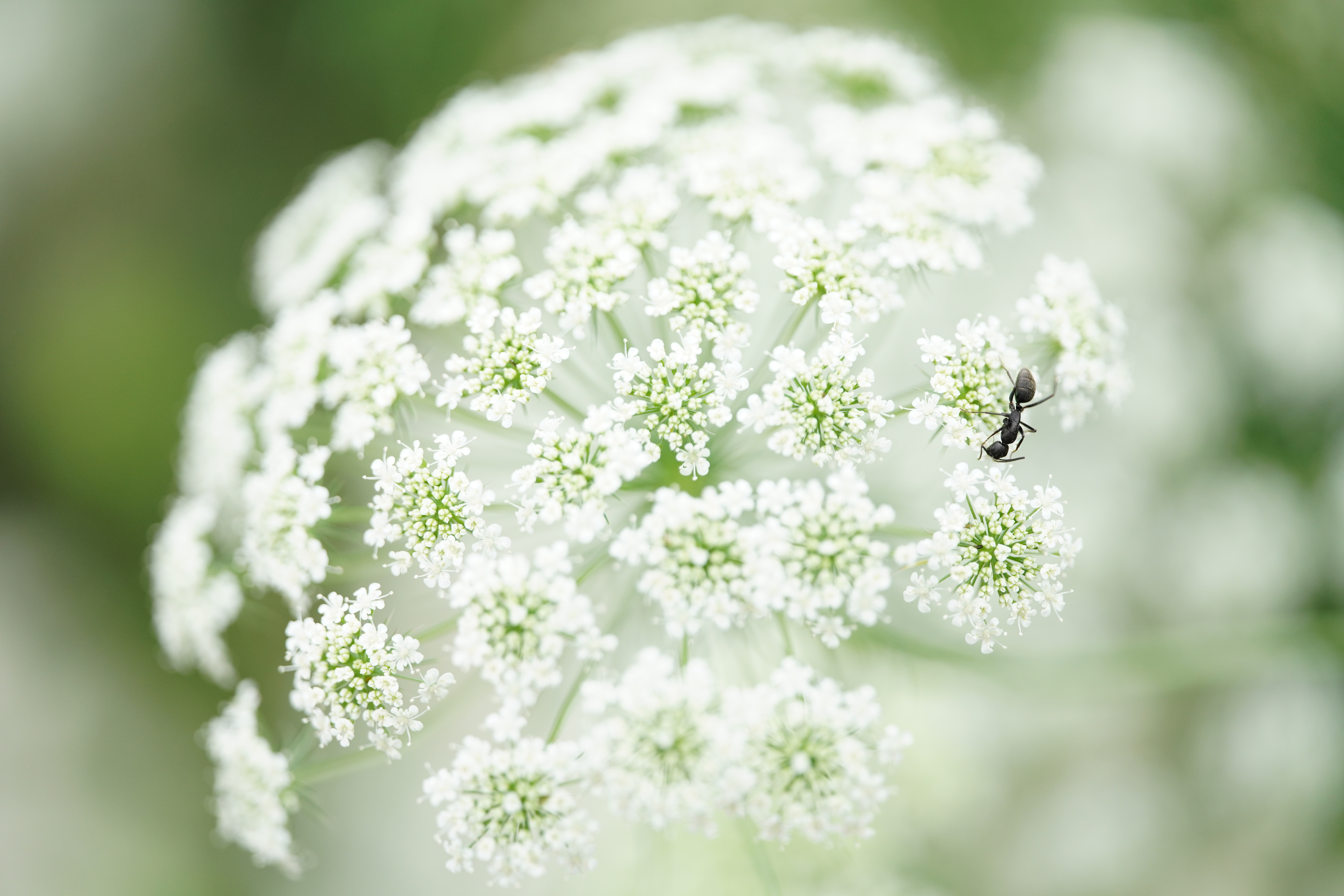 α7R III / MACRO APO-LANTHAR 110mm F2.5 E-mount / 1/1,600秒 / F3.2 / +2EV / ISO 800 / 絞り優先AE / 110mm