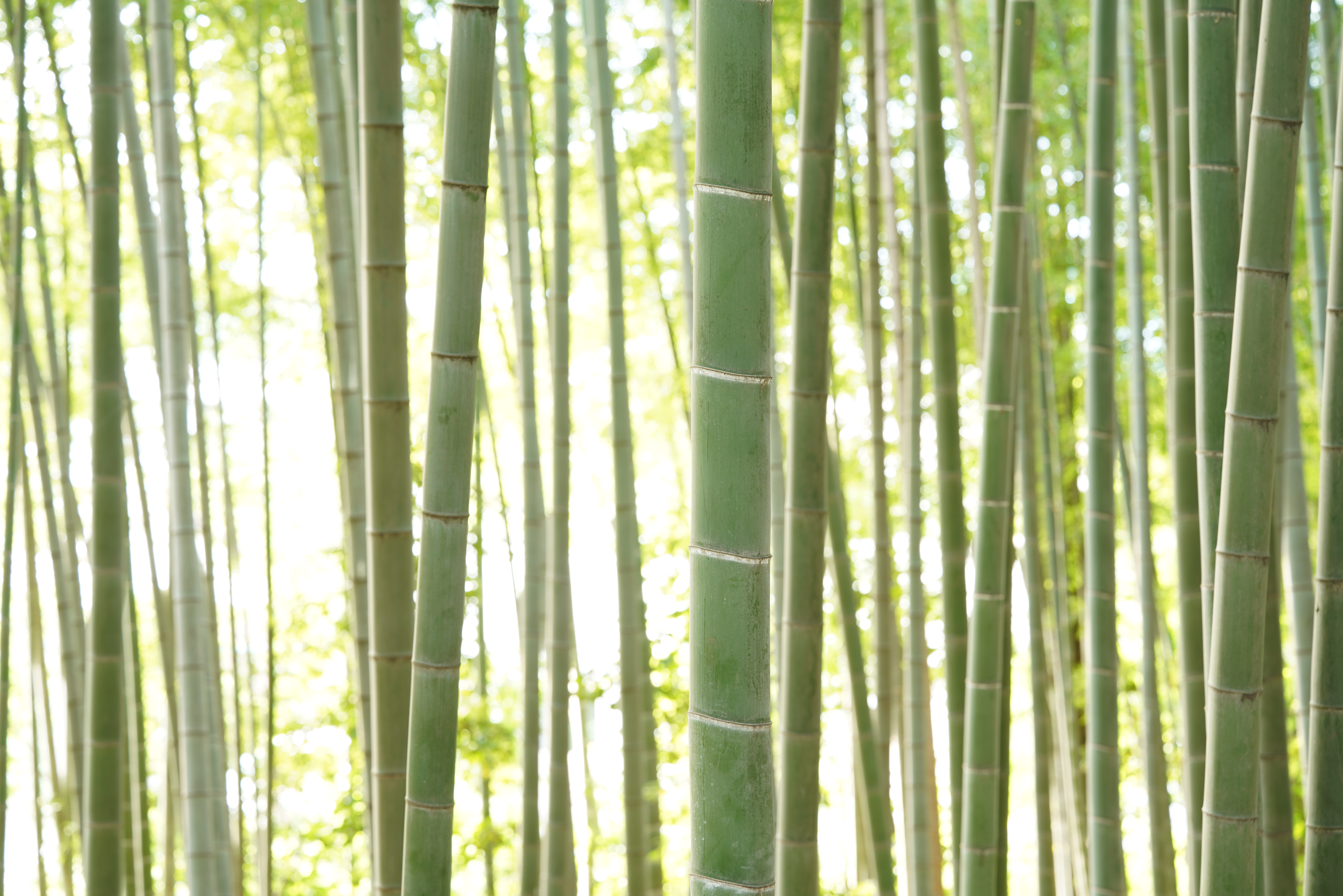 α7R III / MACRO APO-LANTHAR 110mm F2.5 E-mount / 2秒 / F5.6 / +2EV / ISO 100 / 絞り優先AE / 110mm