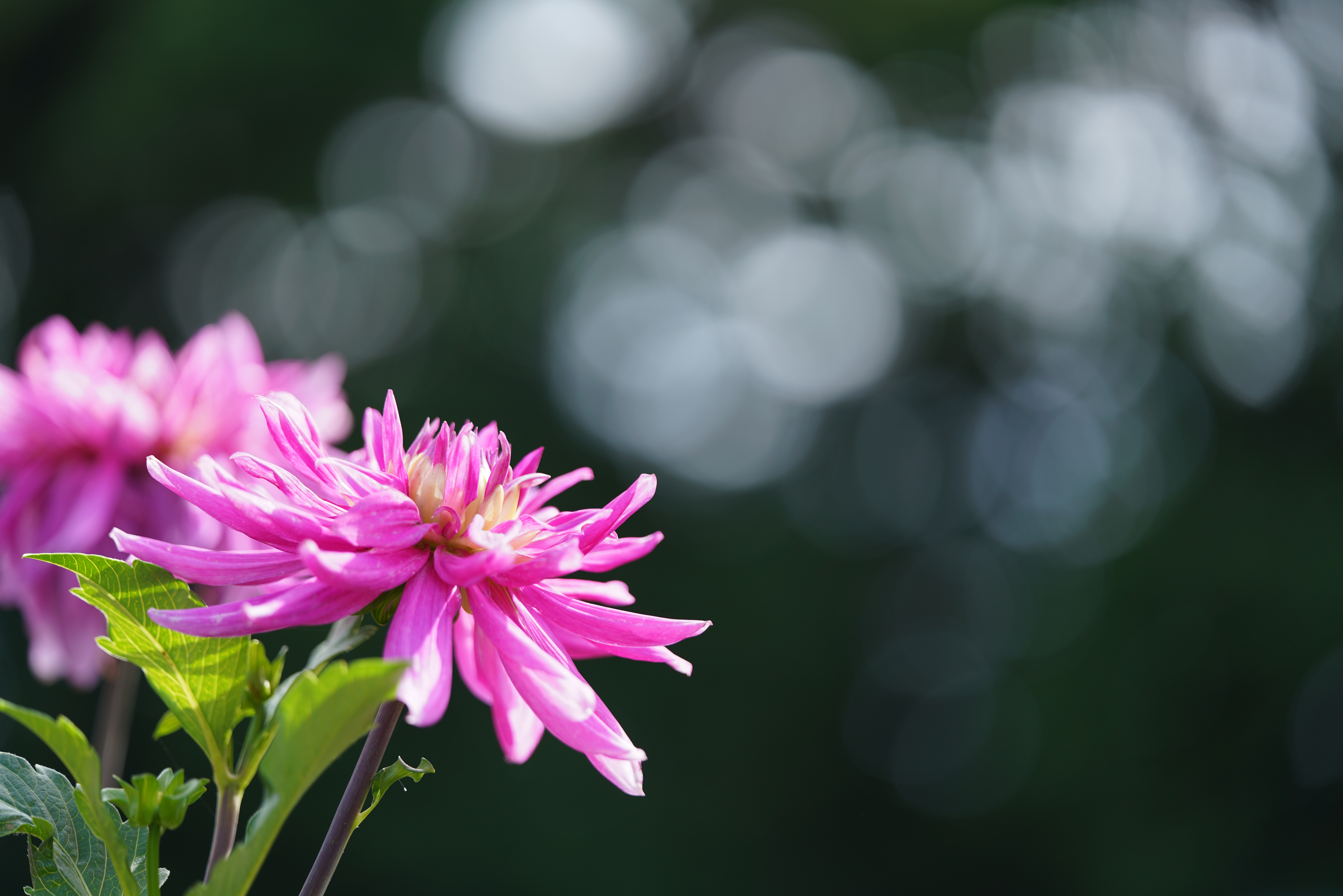 α7R III / MACRO APO-LANTHAR 110mm F2.5 E-mount / 1/500秒 / F2.5 / -0.3EV / ISO 100 / 絞り優先AE / 110mm