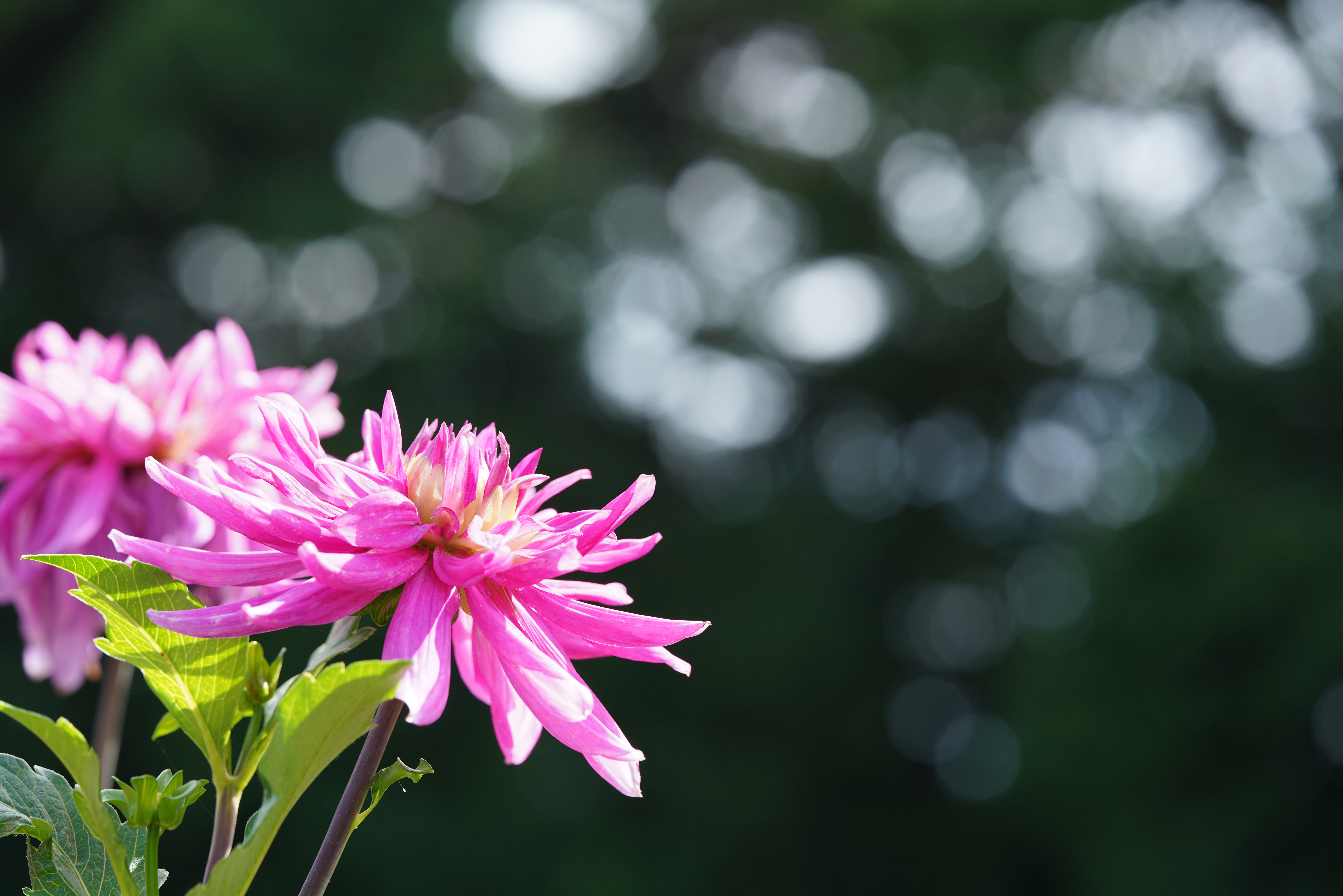 α7R III / MACRO APO-LANTHAR 110mm F2.5 E-mount / 1/125秒 / F5.6 / -0.3EV / ISO 100 / 絞り優先AE / 110mm