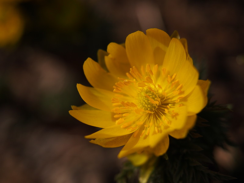 タイトル：今年初めての福寿草 幸せが訪れますように／撮影地：有珠郡／撮影者：ATSUさん