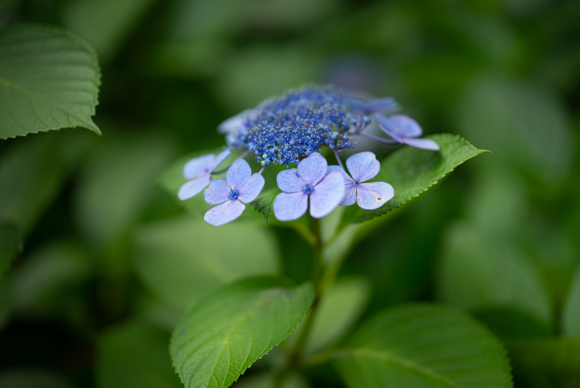 最短撮影距離は85cmで、レンジファインダー用の超大口径中望遠レンズとしては驚くほど寄れる。フローティング機構が入っているため、近接でも解像性能は落ちない。ライカM（Typ240） / ISO200 / F1.25 / 1/750秒 / WB:オート