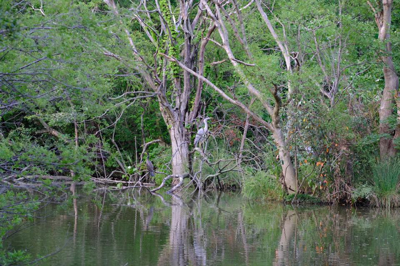 自然豊かな水元公園には様々な野鳥が訪れる。とても東京23区内とは思えないほど。バードウォッチングも楽しめる。<br><span class="fnt-85">X-H1 / XF90mmF2 R LM WR / 90mm / 絞り優先AE（1/125秒・F5.6・±0EV） / ISO 640 / フィルムシミュレーション:Velvia</span>
