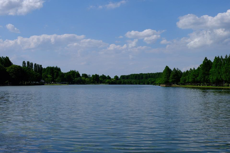 水元公園中央に位置する小合溜（こあいだめ）。小合溜井（こあいだめい）とも称する。水元公園は小合溜の縁に広がっている。<br><span class="fnt-85">X-H1 / XF16-55mmF2.8 R LM WR / 33.2mm / 絞り優先AE（1/350秒・F11・±0EV） / ISO 200 / フィルムシミュレーション:Velvia</span>
