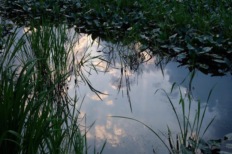 水面に雲が映って綺麗。和む景色。こういう景色に出会えるのも水郷公園ならでは。<br><span class="fnt-85">X-Pro2 / XF35mmF1.4 R / 35mm / 絞り優先AE（1/140秒・F8・±0EV） / ISO 640 / フィルムシミュレーション:PROVIA</span>