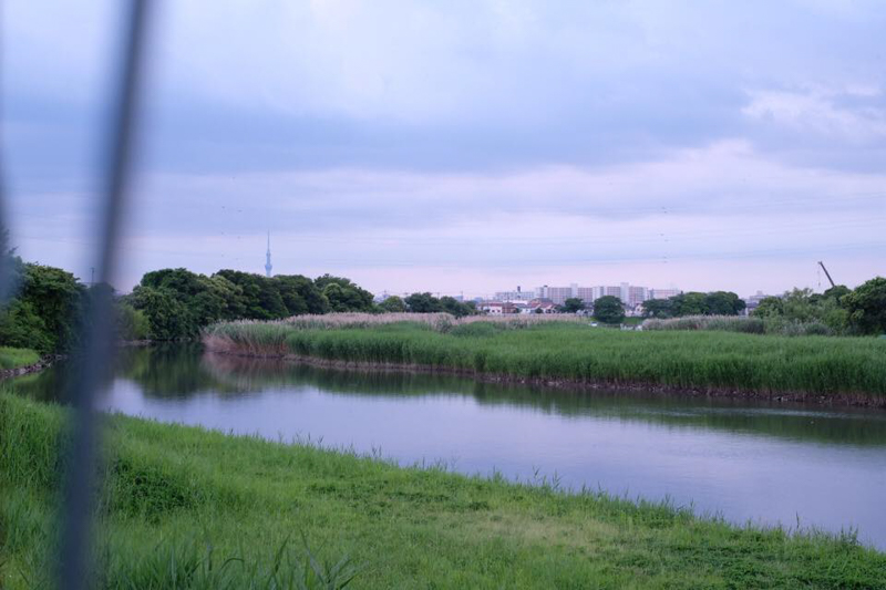 水元公園の外周にも水郷の景観が広がる。写真左に見えているのは東京スカイツリー。ある種ここが東京であることの証。<br><span class="fnt-85">X-Pro2 / XF35mmF1.4 R / 35mm / 絞り優先AE（1/20秒・F8 / +0.3EV） / ISO 640 / フィルムシミュレーション:PROVIA</span>