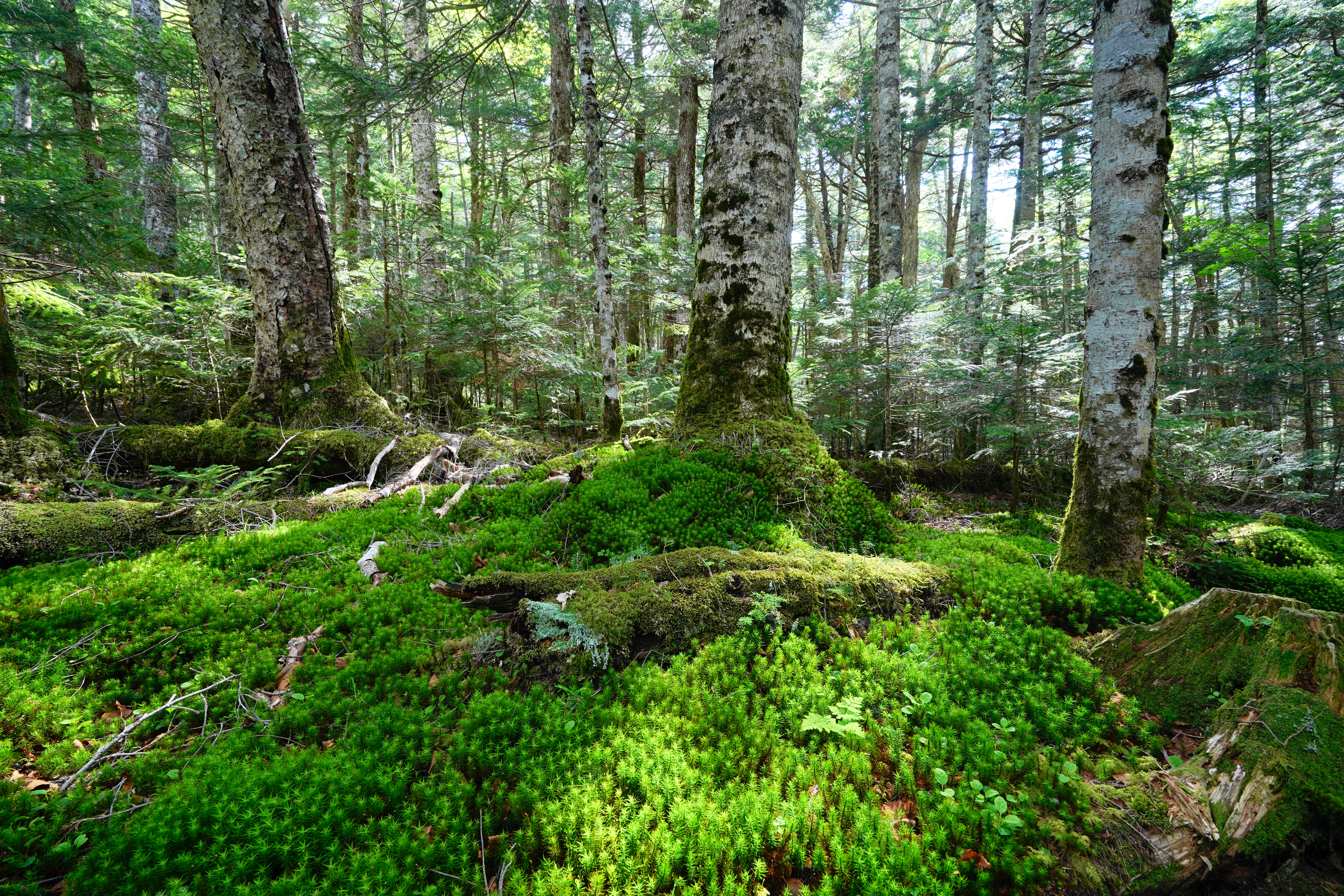 α7 III / Vario-Tessar T＊ FE 16-35mm F4 ZA OSS / 16mm / 絞り優先（F10・1/2秒・-1.7EV） / ISO 100 / WB:太陽光・微調整(B3） / クリエイティブスタイル[ライト]（彩度+2、コントラスト+2）/ DRO[Lv5]