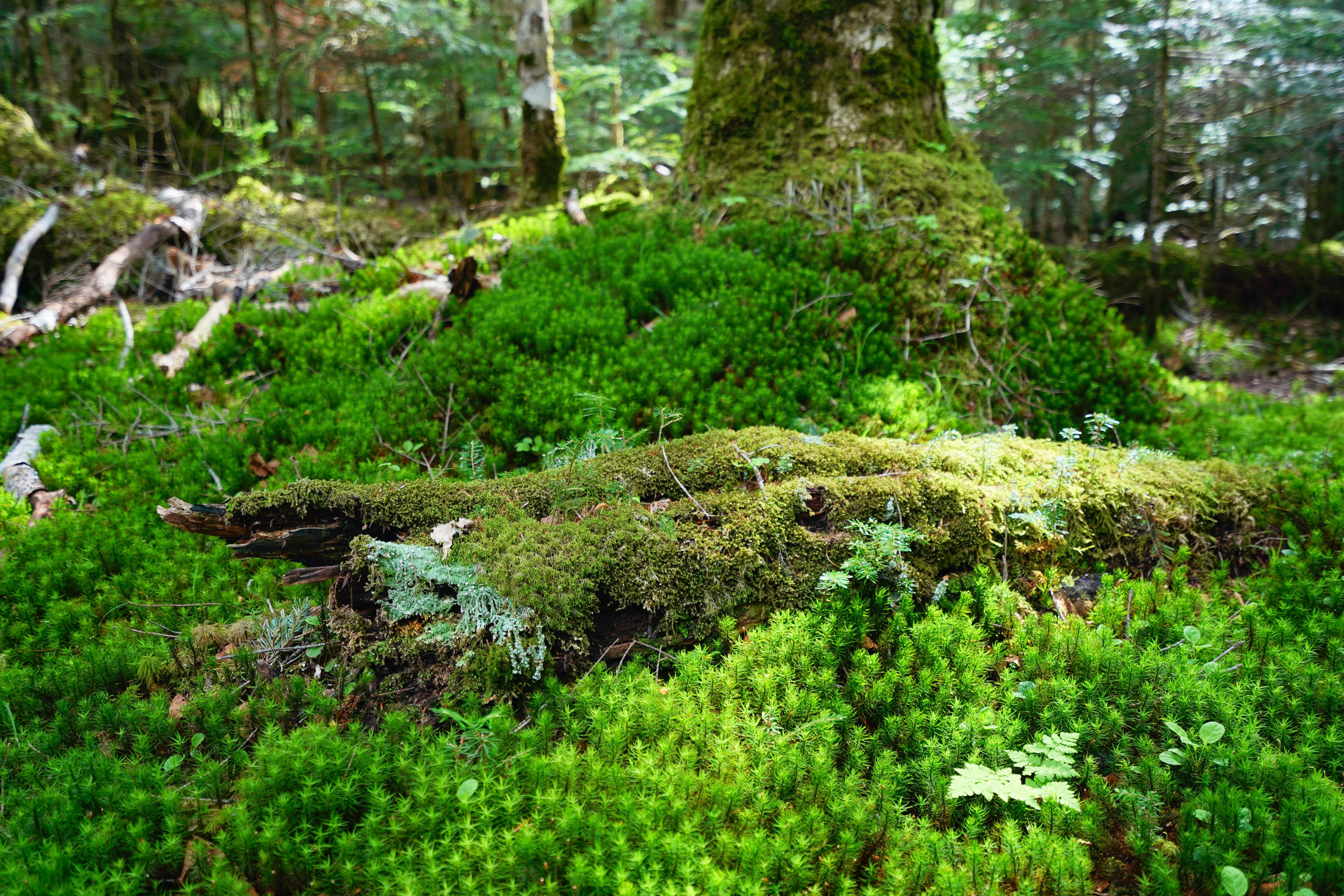 α7 III / Vario-Tessar T＊ FE 16-35mm F4 ZA OSS / 35mm / 絞り優先（F4・1/13秒・-1.7EV） / ISO 100 / WB:太陽光・微調整B3 / クリエイティブスタイル[ライト]（彩度+2、コントラスト+2）/ DRO[Lv5]