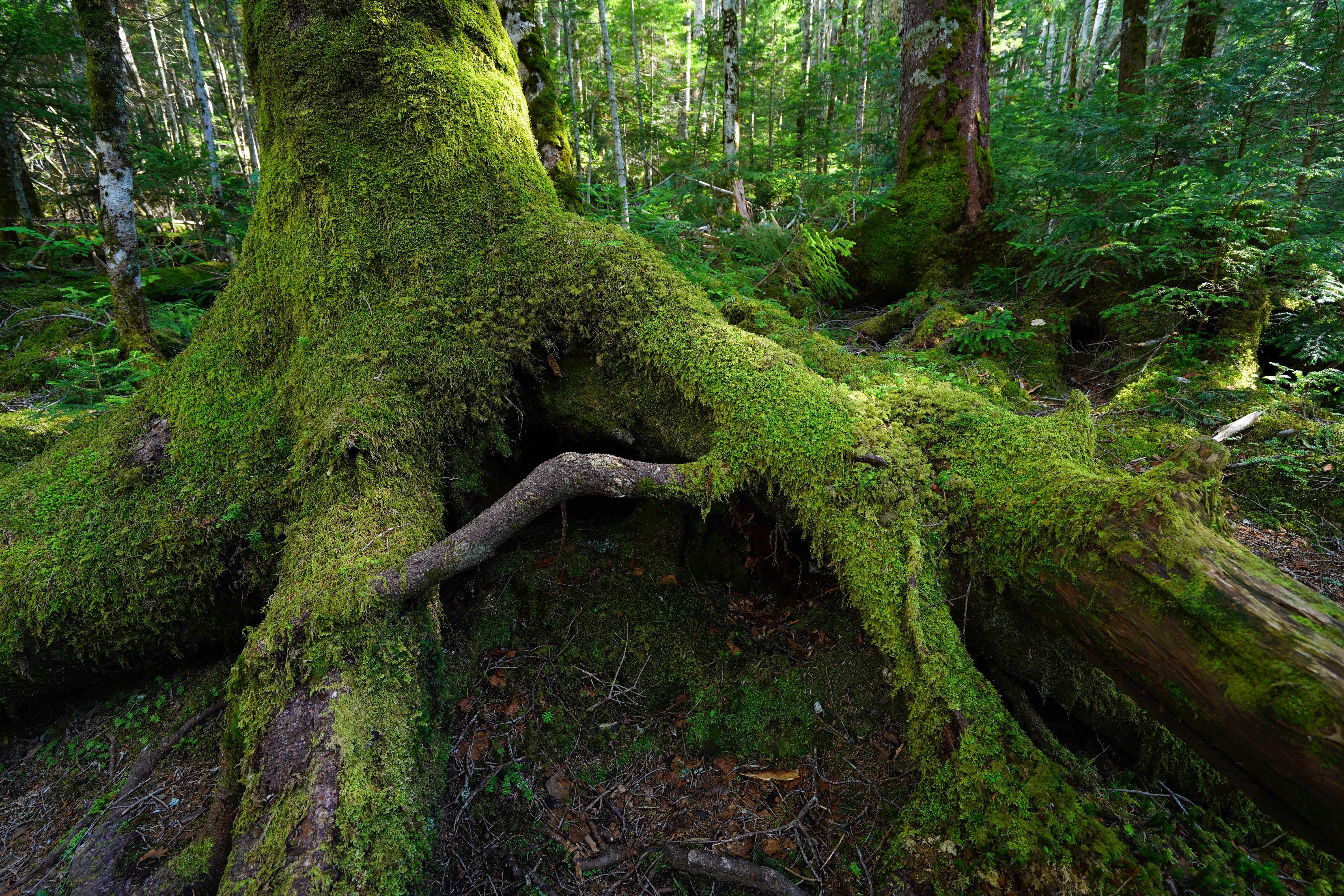 α7 III / Vario-Tessar T＊ FE 16-35mm F4 ZA OSS / 16mm / 絞り優先（F5.6・1/8秒・-1.0EV） / ISO 100 / WB:太陽光・微調整（B3） / クリエイティブスタイル[風景]（彩度+1）/ DRO[オート]