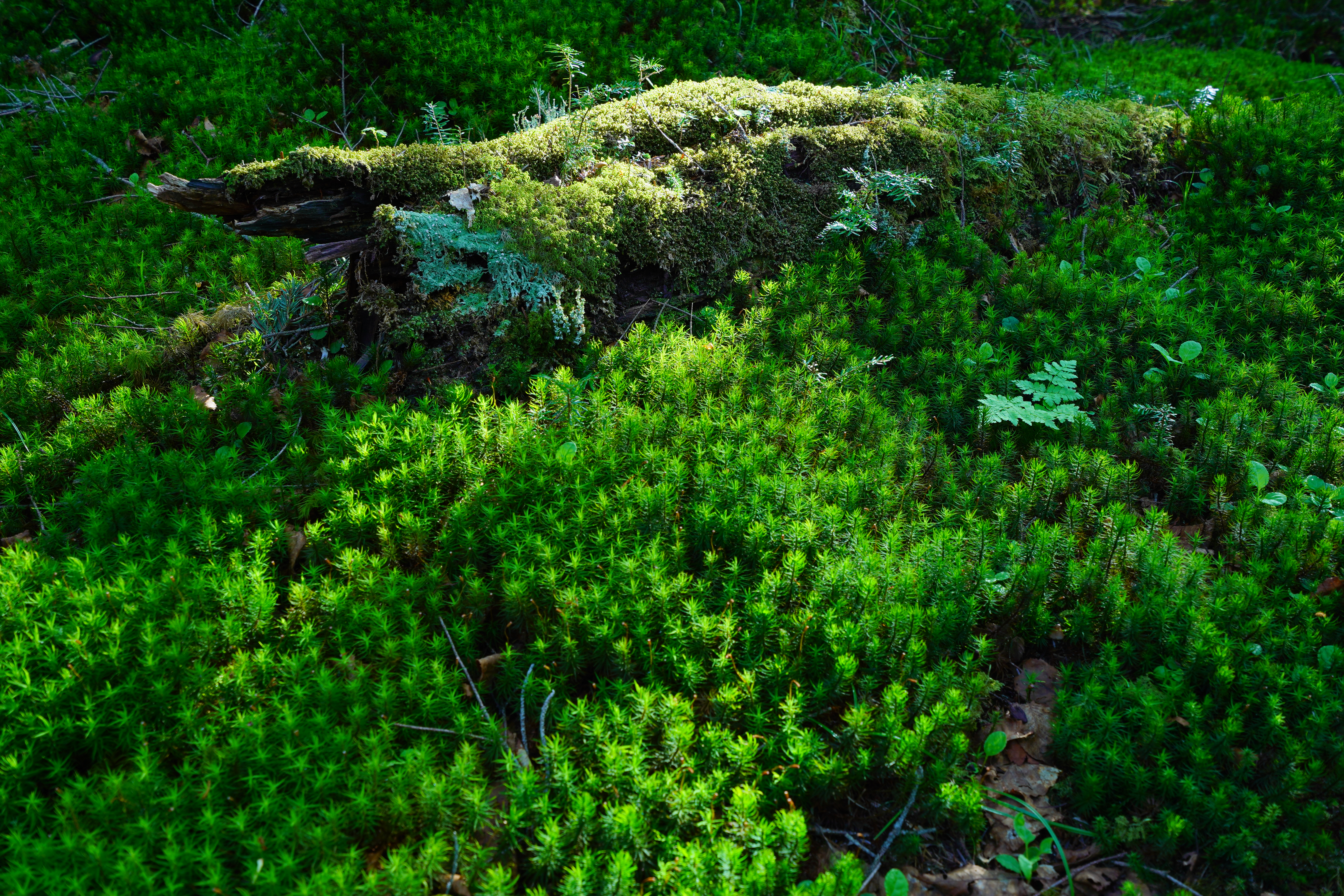 α7 III / Vario-Tessar T＊ FE 16-35mm F4 ZA OSS / 35mm / 絞り優先（F8・1/4秒・-1.7EV） / ISO 100 / WB:太陽光・微調整（B4） / クリエイティブスタイル[夕景]（彩度+2、コントラスト-1）/ DRO[Lv3]