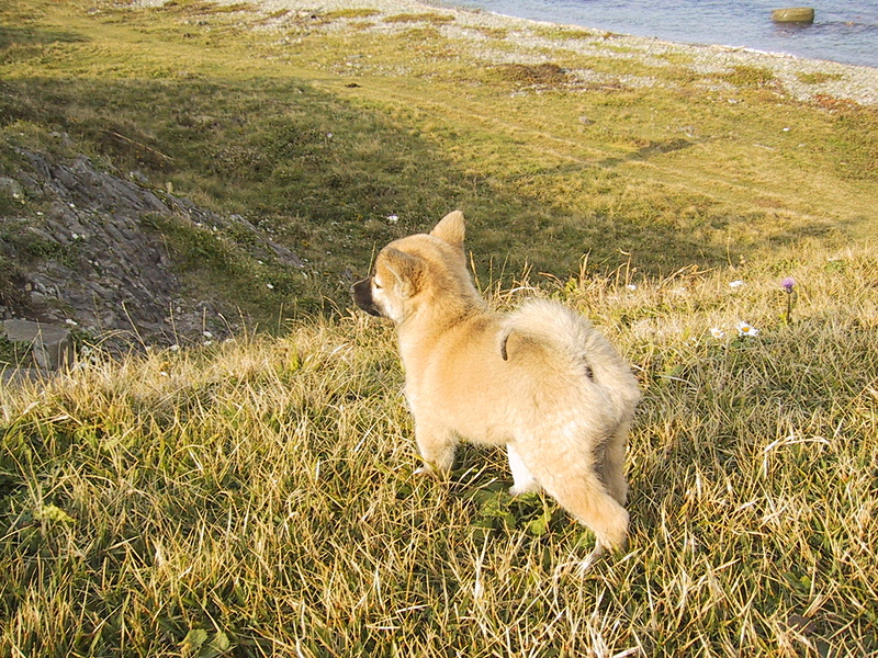 尻屋埼灯台の近くのラーメン屋で出会った子犬。その後、しばらく一緒に過ごした（2000年10月9日撮影）。