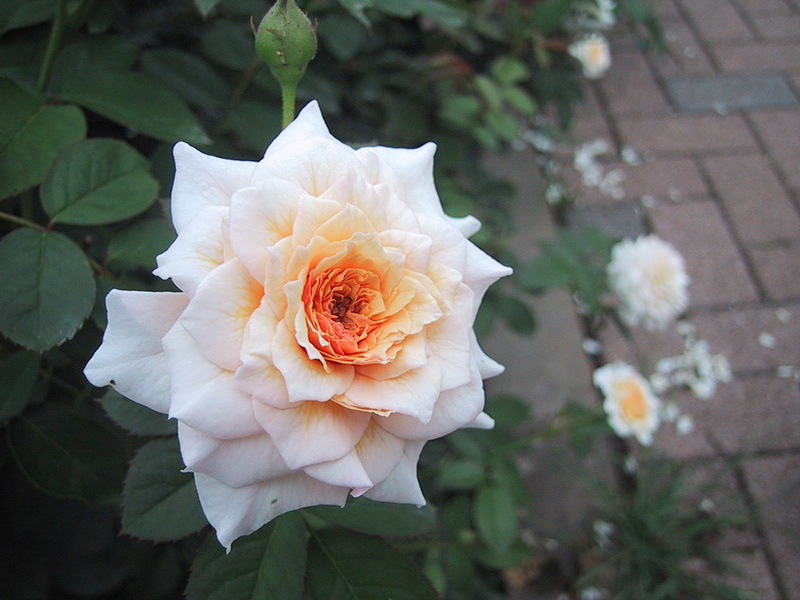 マクロ時の最短撮影距離は、広角端で10cm（レンズ先端から）。少し大きめの花なら、割と大きめに写せるマクロ能力。