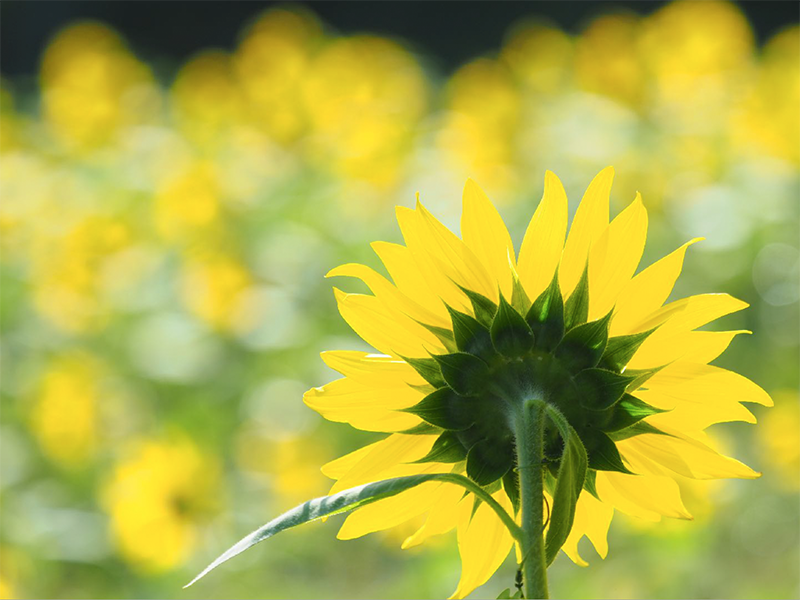 撮影：吉住志穂