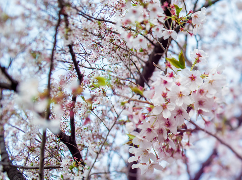 撮影者名：佑介さん<br>朝寝ぼけて見上げた桜のイメージです。