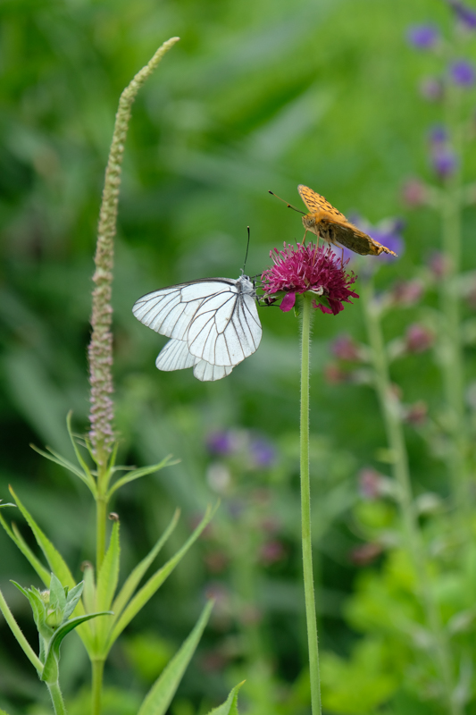 撮影：野呂希一<br><span class="fnt-90">X-H1 / 104.2mm（156mm相当） / 絞り優先AE（1/250秒・F8・±0EV） / ISO 500</span>