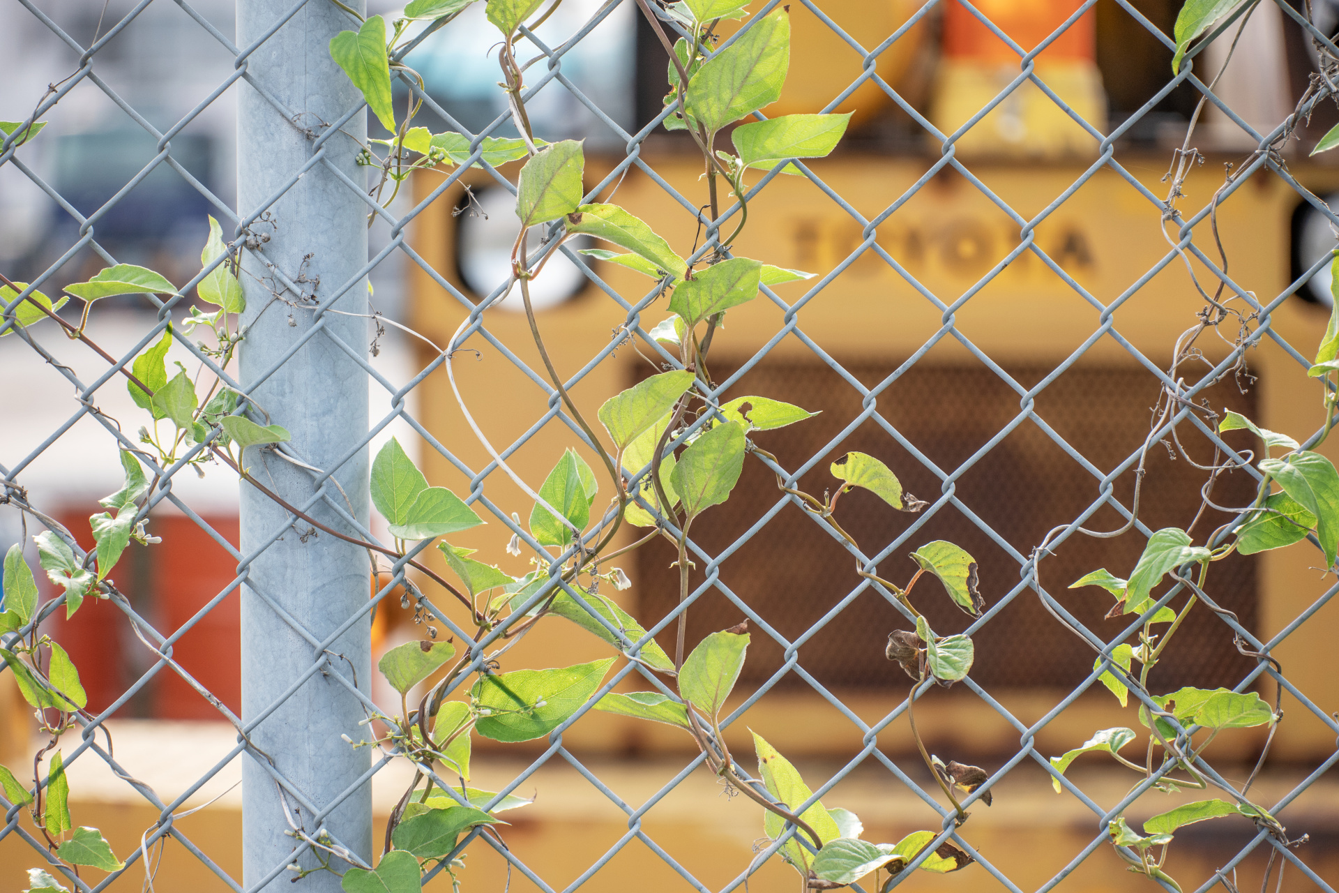 望遠端、絞り開放のボケ味はこんな感じ。二線ボケ傾向もなく、柔らかなアウトフォーカス描写だ。ライカCL / ISO400 / F4.5 / 1/400秒 / WB:オート / 135mm