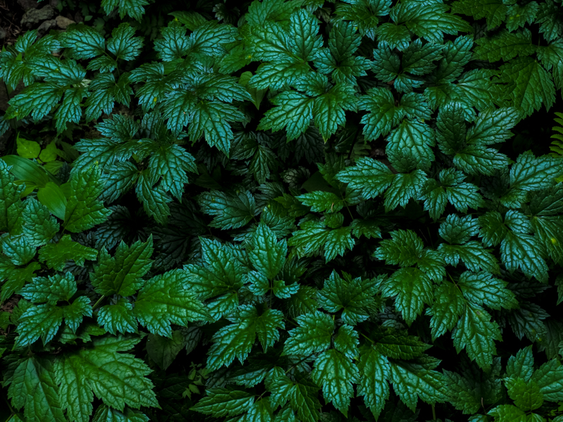 撮影：清家道子<br><span class="fnt-85">OLYMPUS E-M1 Mark II / M.ZUIKO DIGITAL ED 12-40mm F2.8 PRO / 21mm（42mm相当） / 絞り優先AE（F7.1・1/40秒・-0.7EV） / ISO 64 / ハイレゾショット</span>