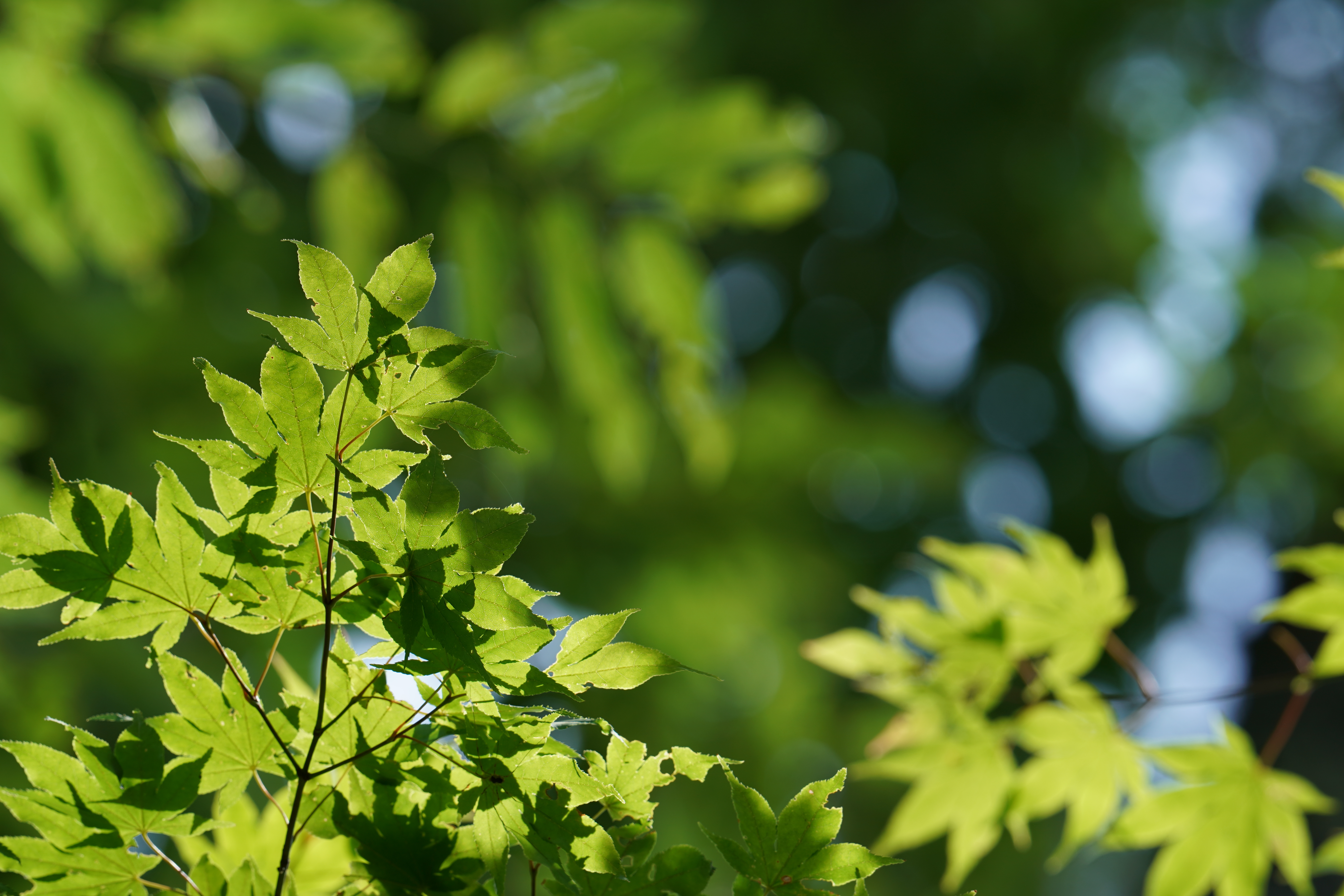 α9 / FE 400mm F2.8 GM OSS / 絞り優先AE（1/60秒・F8.0・-7/10EV）/ ISO 100 / 400mm