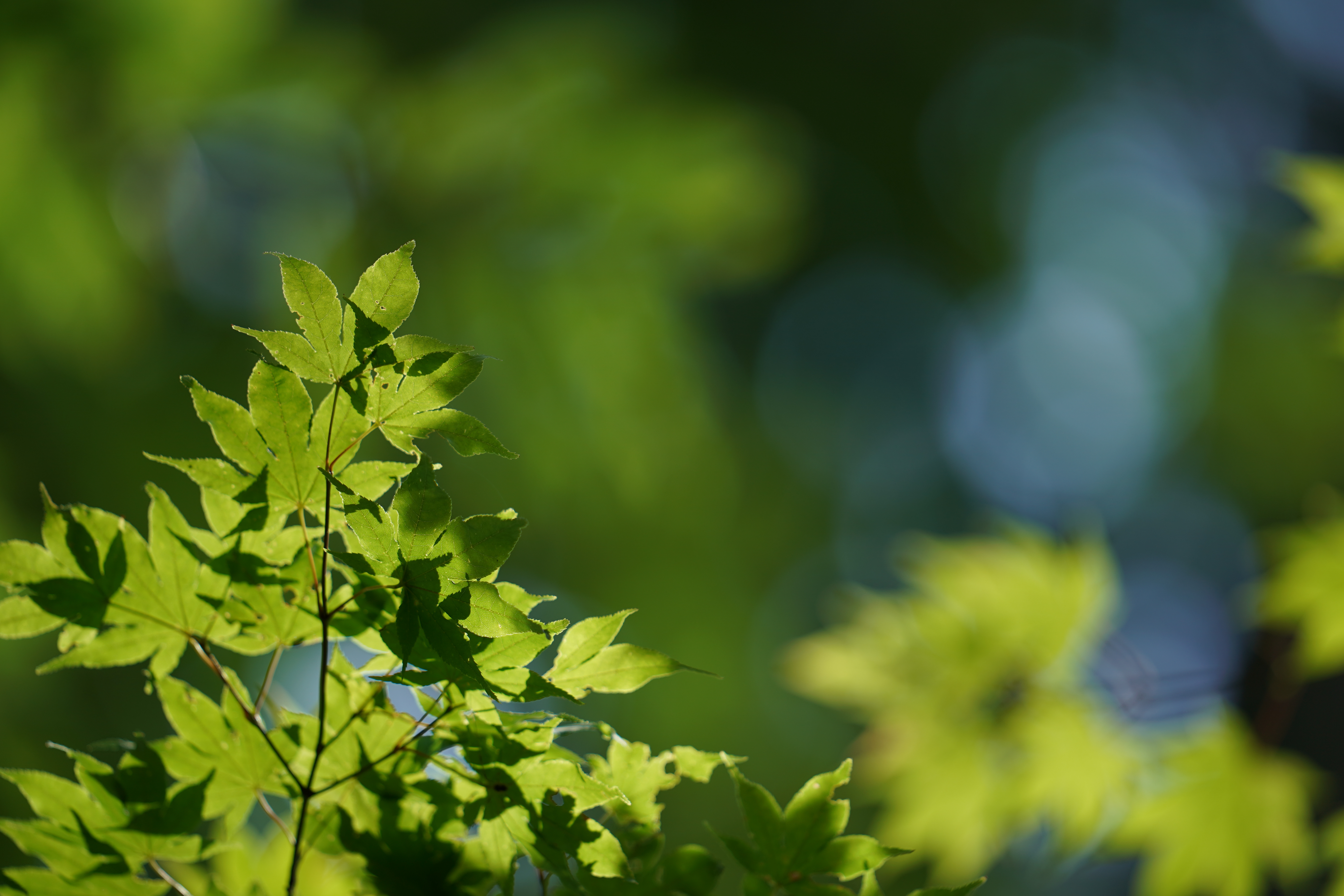 α9 / FE 400mm F2.8 GM OSS / 絞り優先AE（1/500秒・F2.8・-7/10EV）/ ISO 100 / 400mm