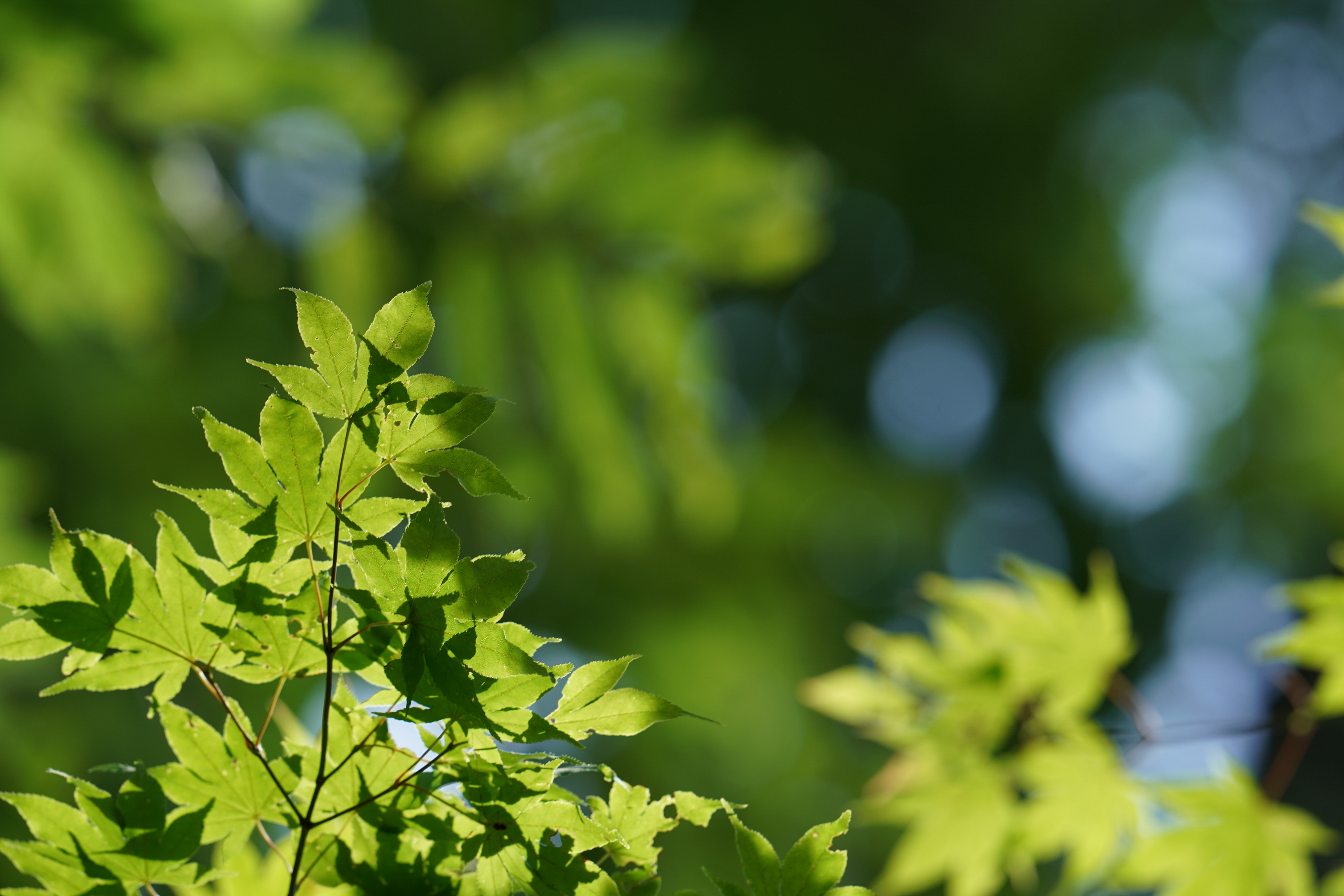 α9 / FE 400mm F2.8 GM OSS / 絞り優先AE（1/125秒・F5.6・-7/10EV）/ ISO 100 / 400mm