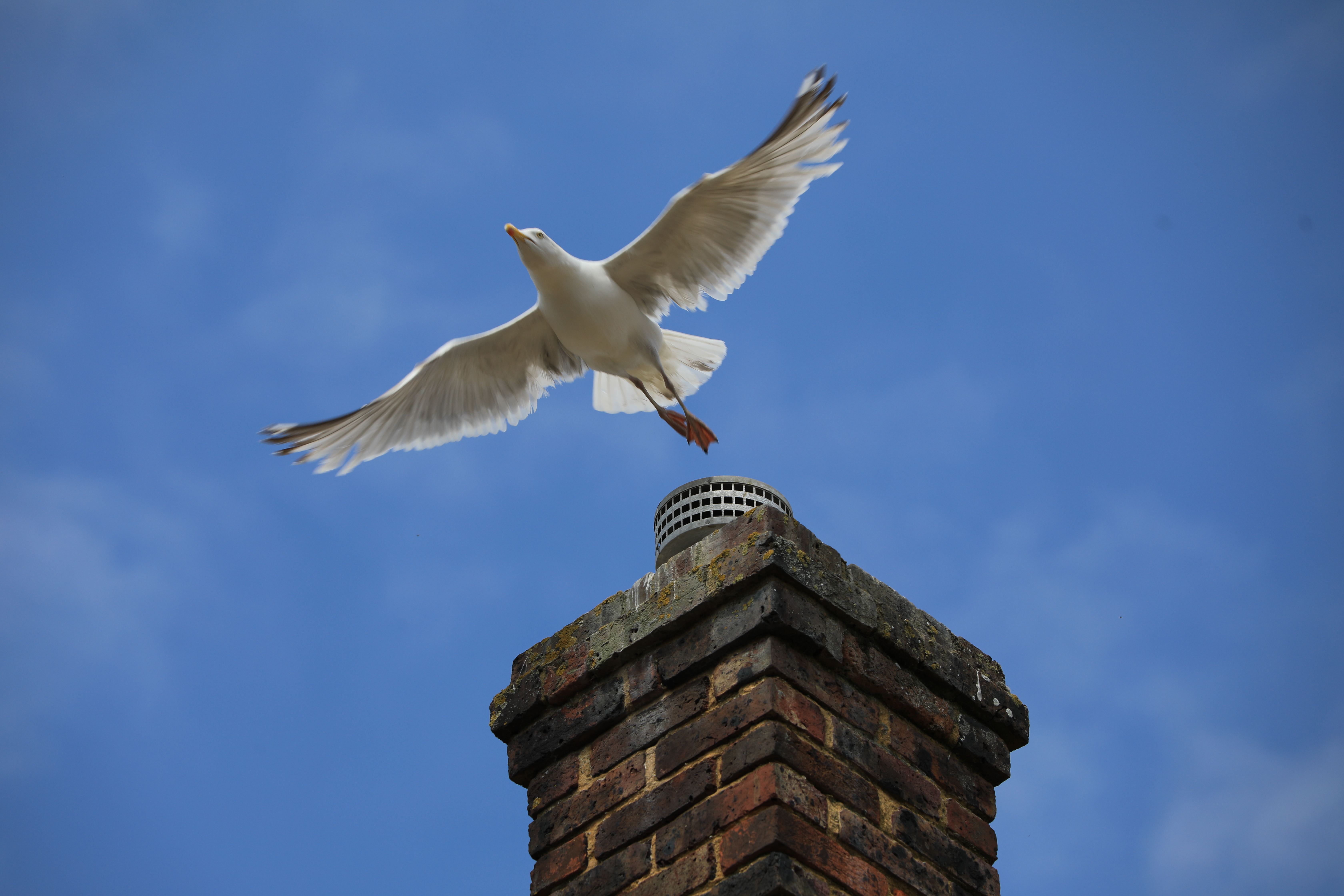 EOS 5D Mark IV / EF70-200mm F4L IS II USM / EF70-200mm F4L IS II USM / 200mm / 絞り優先AE（1/500秒・F8・-0.5EV） / ISO 100