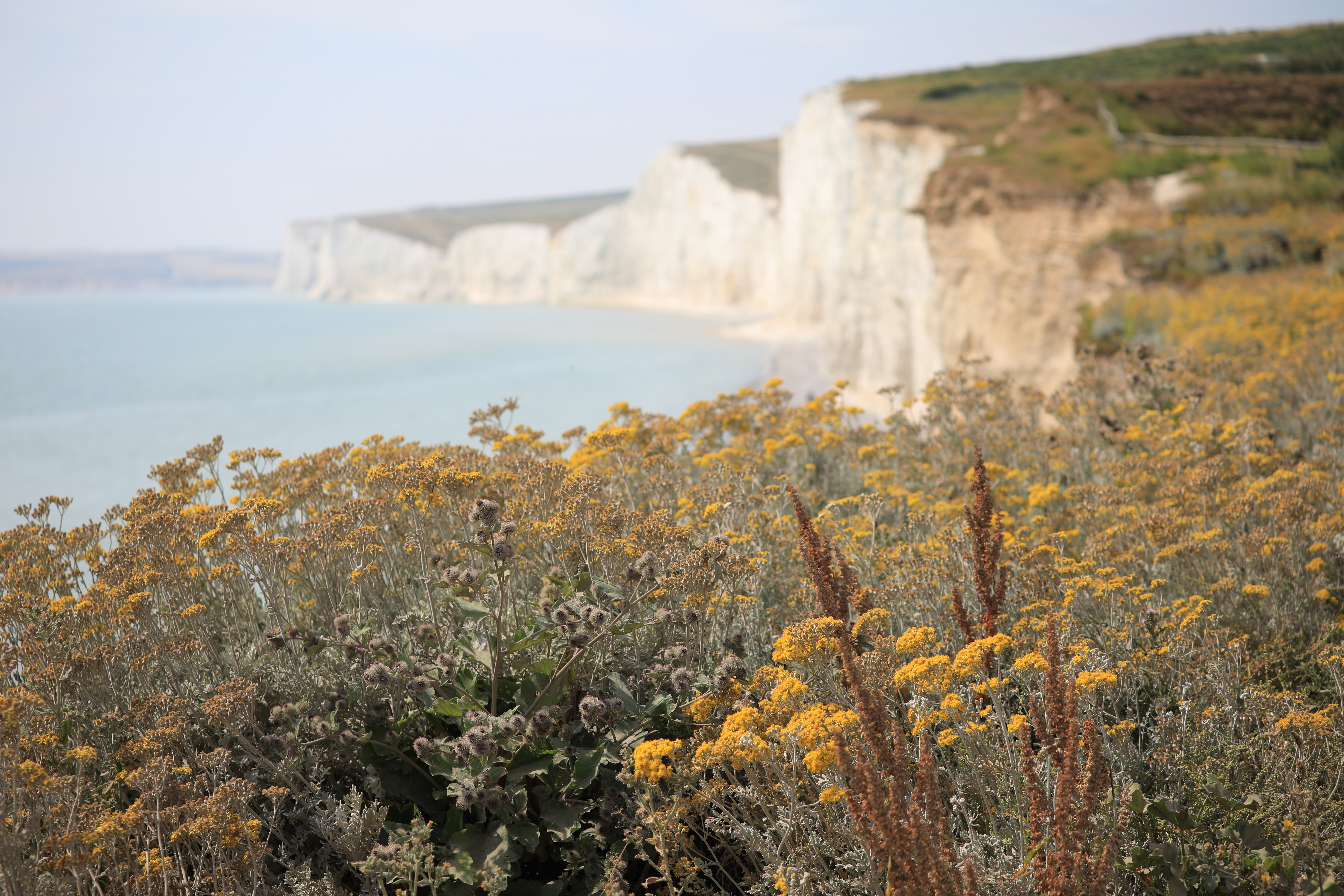 EOS 5D Mark IV / EF70-200mm F4L IS II USM / 76mm / 絞り優先AE（1/1,000秒・F4・-0.5EV） / ISO 100