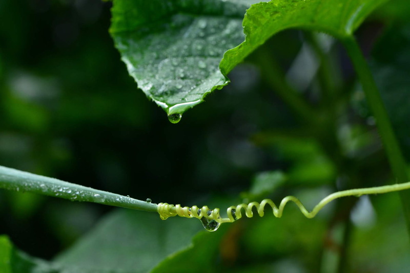撮影者名：直さん<br>自宅の庭で、雨上がりの朝に見つけたネギときゅうりの触手の攻防です。綱引きをしているようでした。今一つの様な気がするのですが、よくわかりませんので大村先生のレクチャーをぜひお願い致します。