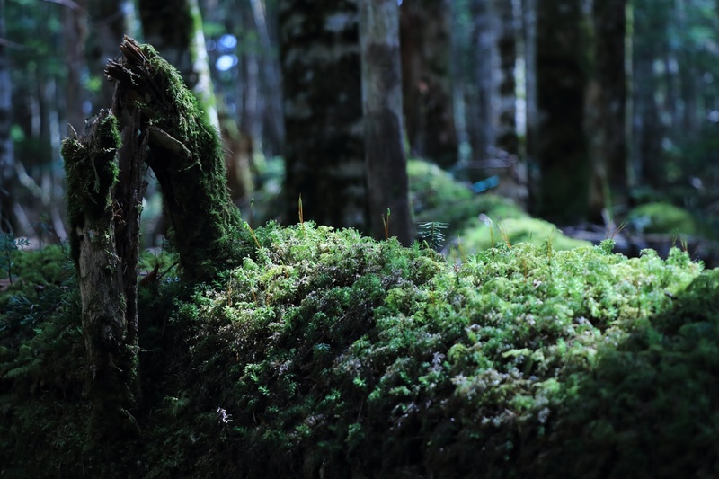 撮影者名：ヒロさん<br>作品についてのコメント：長野県白駒池の苔の森。朝の雰囲気を出したかったので色温度を少し低めに設定してみました。明暗の差が大きく露出の調節に苦労しました。