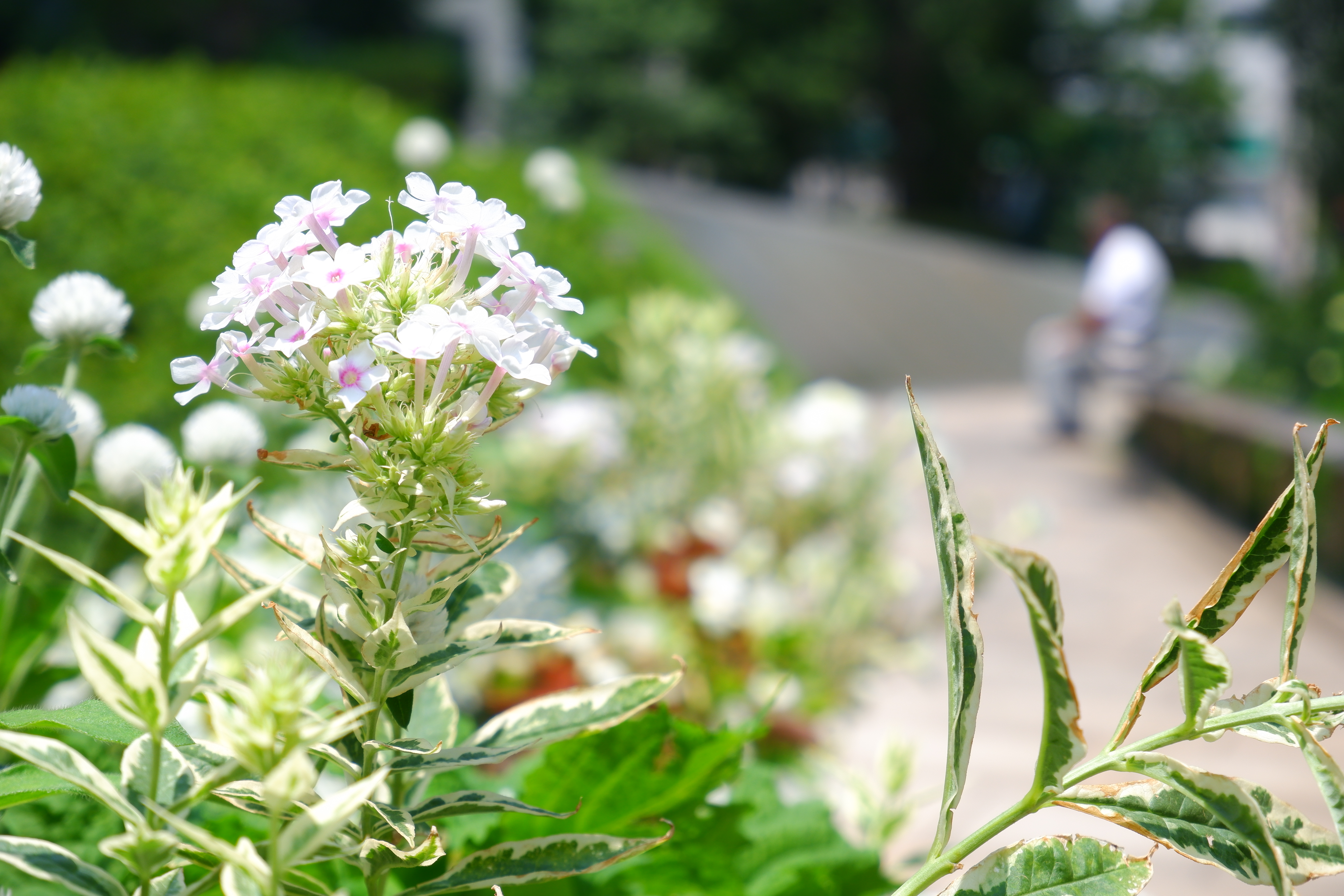 X-T100 / XC15-45mmF3.5-5.6 OIS PZ / 45mm（35mm判換算68mm相当） / 絞り優先AE（1/600秒・F5.6・+1.0EV） / ISO 200