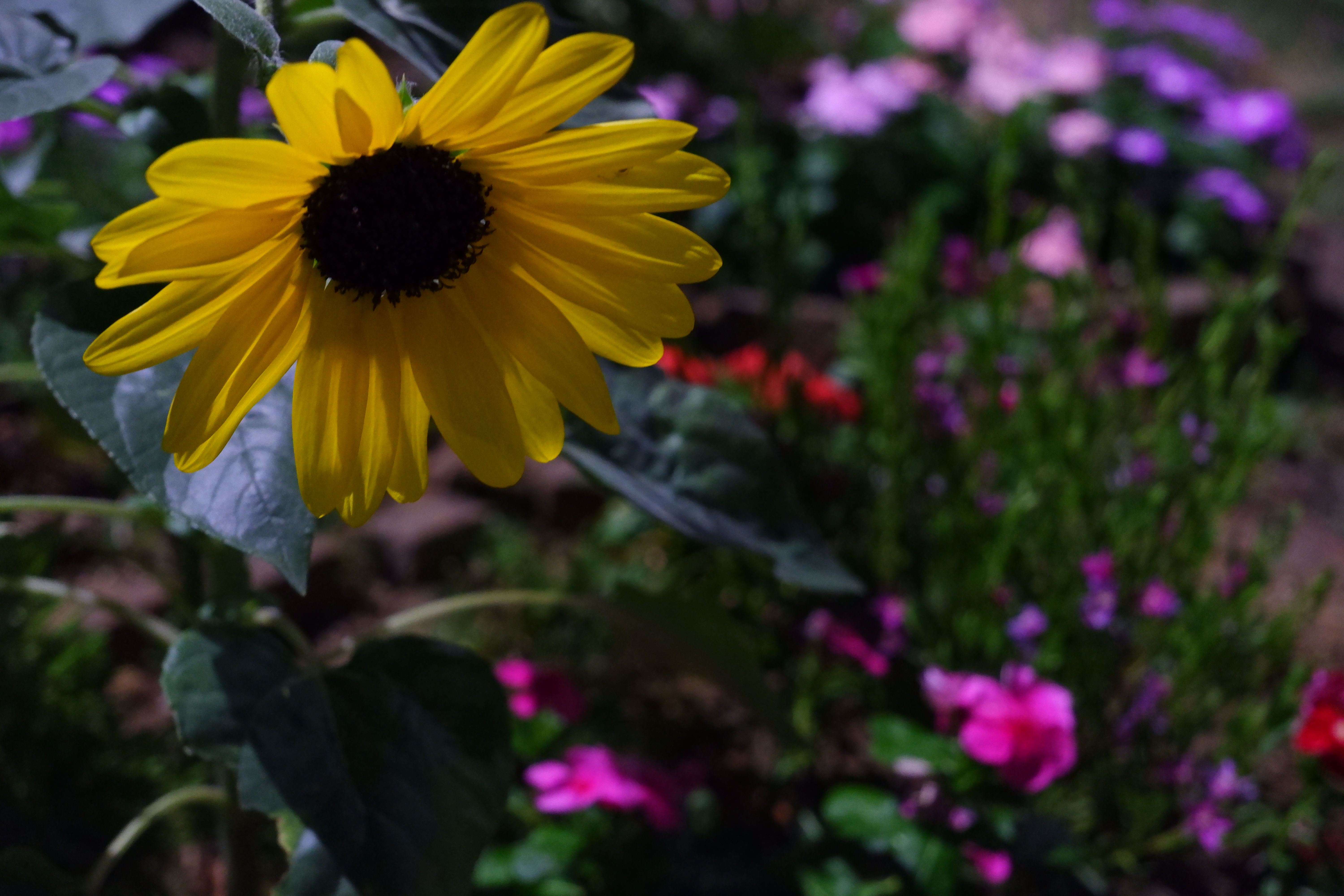 X-T100 / XC15-45mmF3.5-5.6 OIS PZ / 39.6mm（35mm判換算59mm相当） / 絞り優先AE（1/4秒・F5.6・-1.3EV） / ISO 3200