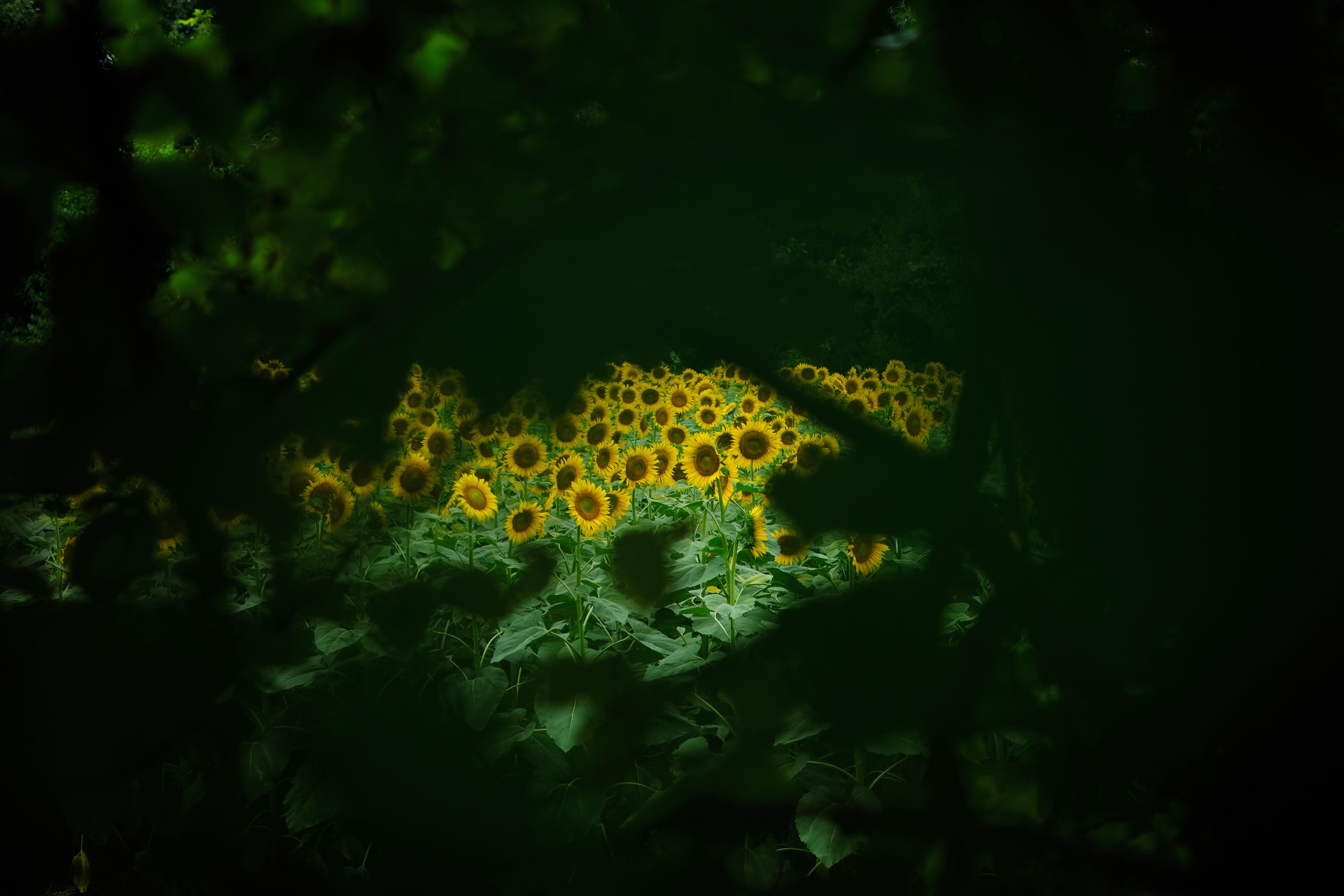 X-H1 / 絞り優先AE（1/1,900秒・F2.4・±0.0EV） / ISO 200