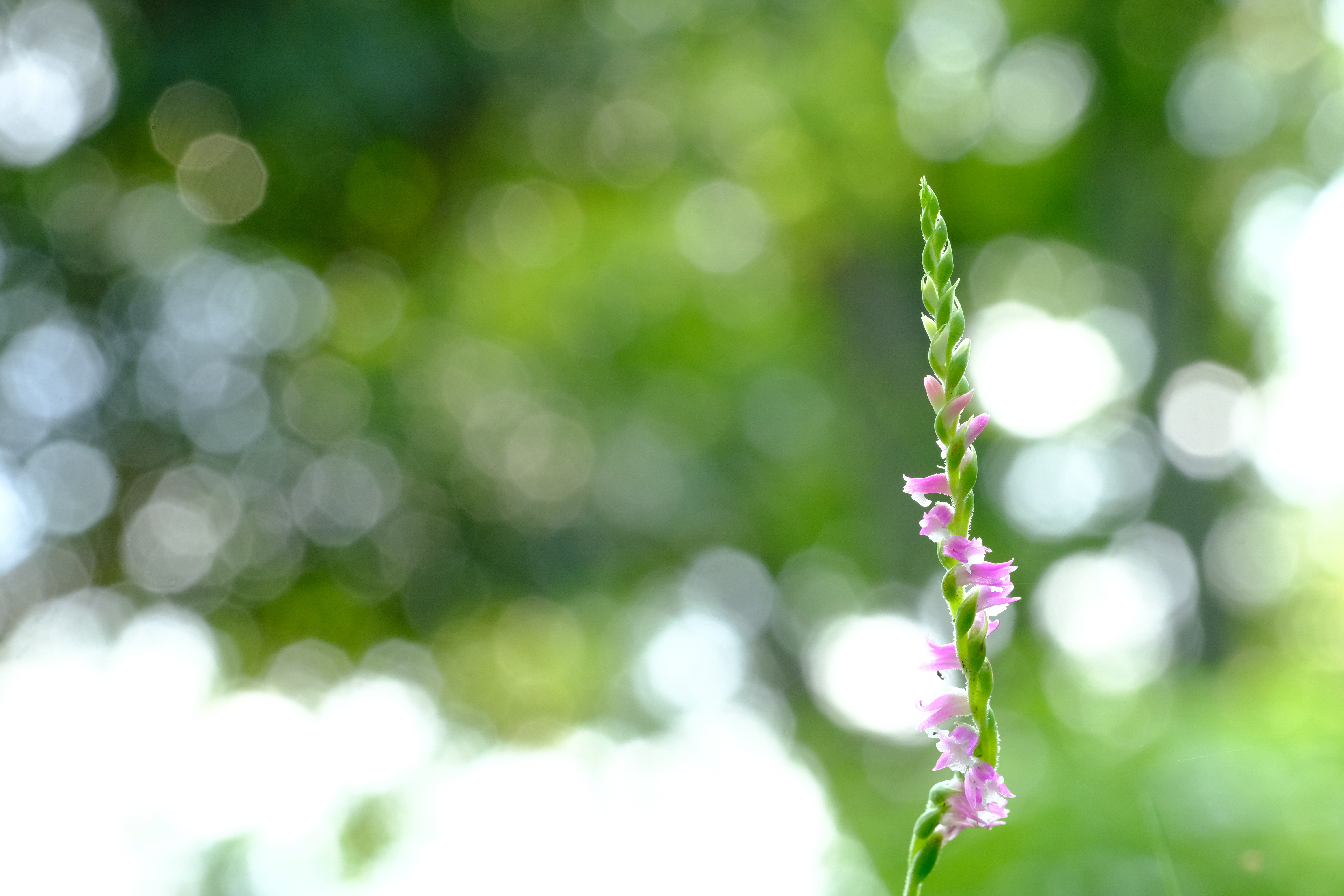 X-H1 / 絞り優先AE（1/100秒・F11・+1.7EV） / ISO 1600