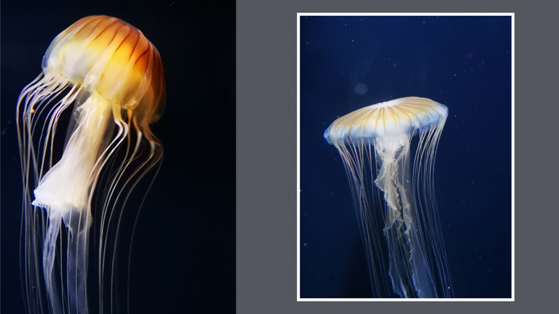 当日のプレゼンテーション資料より（撮影：内田ユキオ）