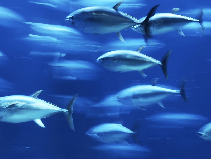 当日のプレゼンテーション資料より（撮影：内田ユキオ）