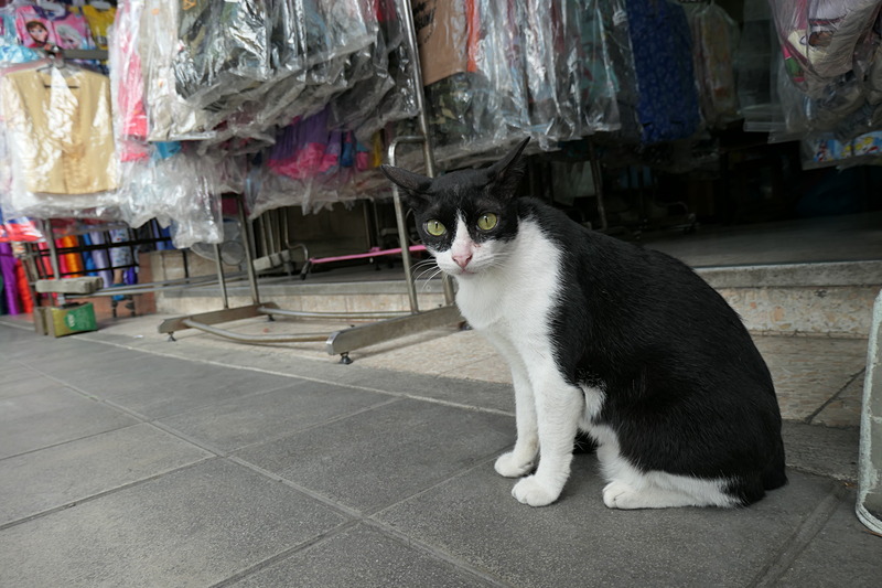 LEICA C-LUX / 8.8mm（24mm相当）/ 絞り優先AE（1/160秒 / F3.3 / -0.3EV）/ ISO 125