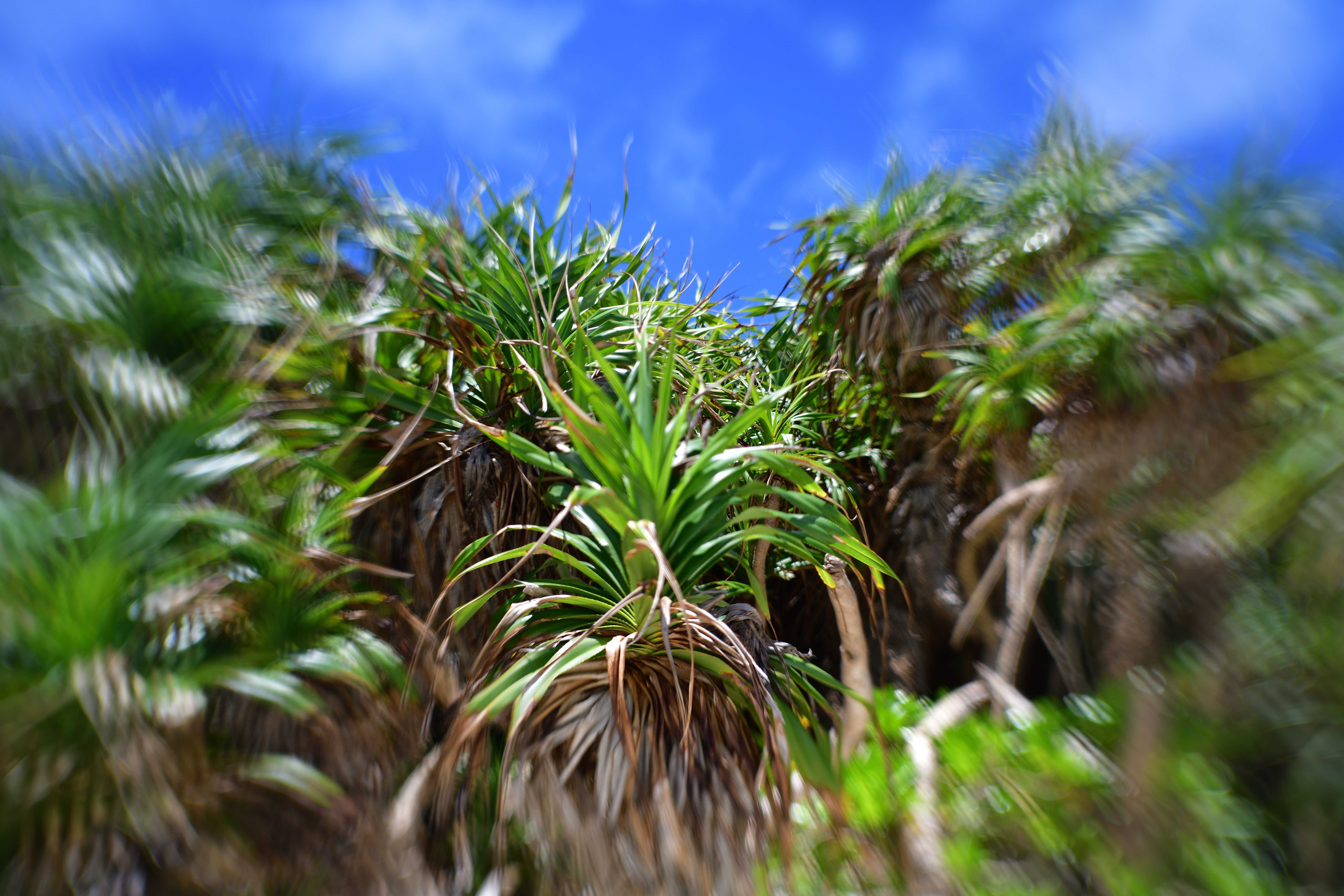 D850 / SOL 45 / 45mm 絞り優先AE（1/640秒・F5［相当］・+0.3EV）ISO64 / ピクチャーコントロール：風景