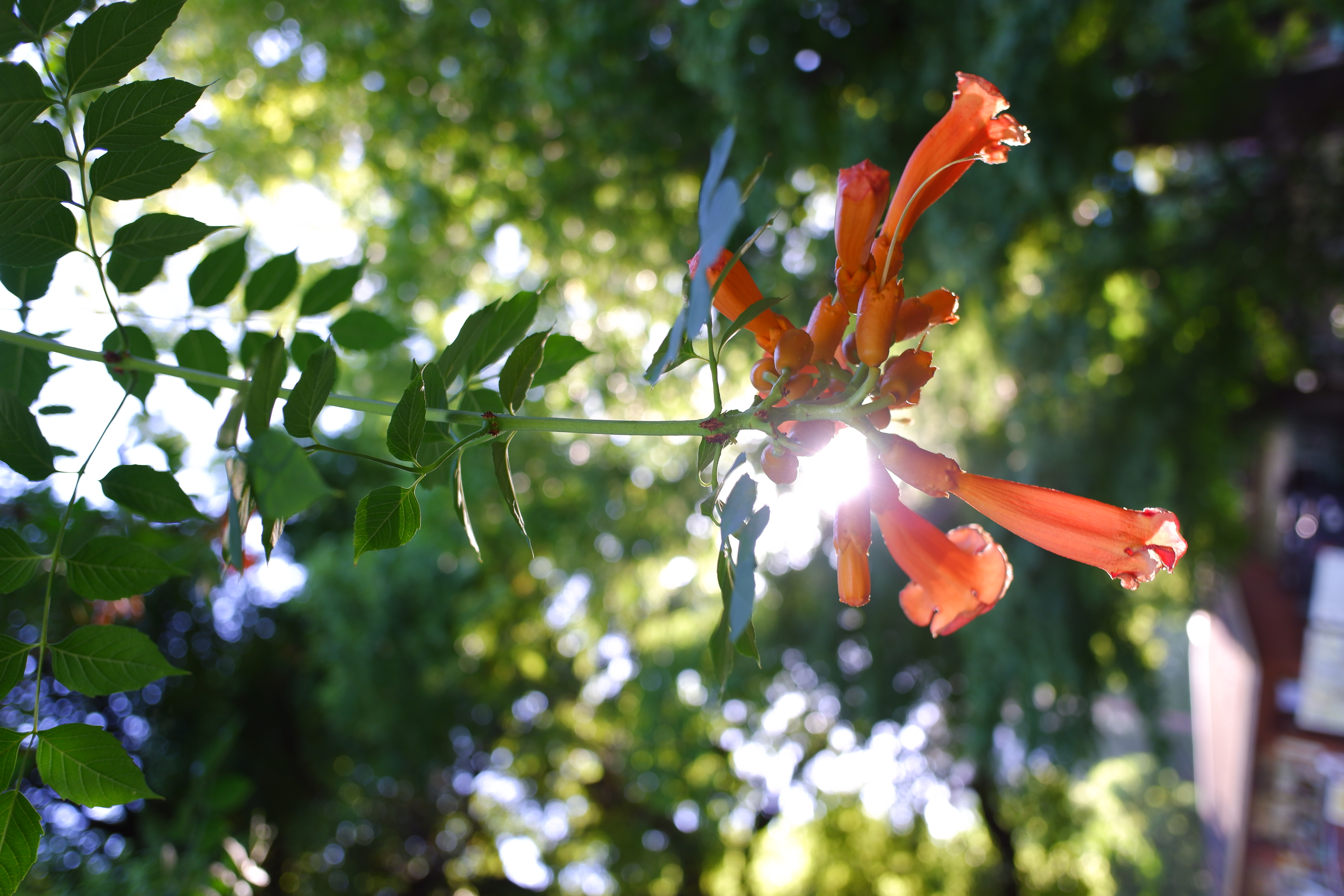 XF10 / 18.5mm（28mm相当）/ 絞り優先AE（1/110秒・F2.8・±0EV） / ISO 200