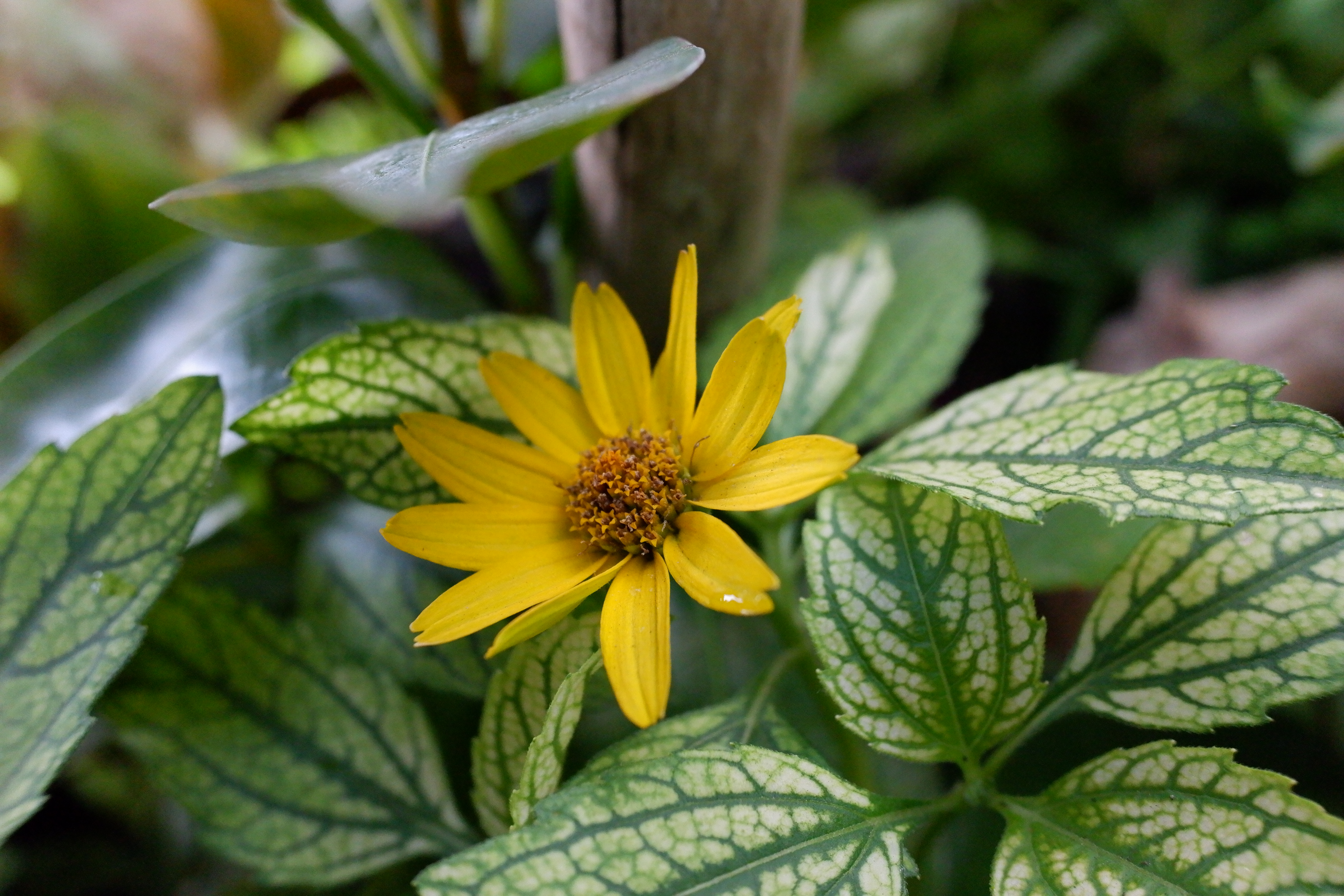 XF10 / 18.5mm（28mm相当）/ 絞り優先AE（1/640秒・F4.0・-0.3EV） / ISO 6400