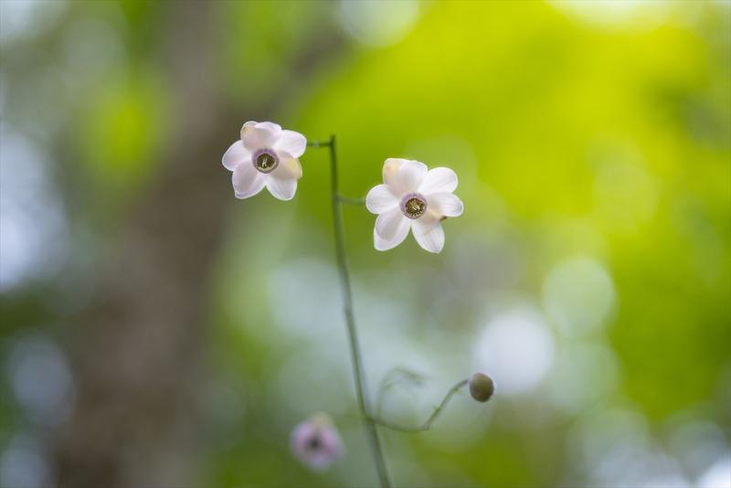 「森の妖精」<br><span class="fnt-90">PENTAX K-1 Mark II / HD PENTAX-D FA★50mmF1.4 SDM AW / マニュアル露出（F1.4・1/1,600秒） /  ISO 800 / WB 太陽光 / PLフィルター使用 / 8月下旬 / 東京都青梅市</span>