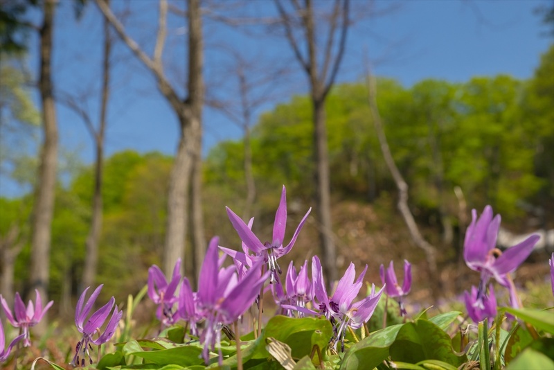 「カタクリの舞」<br><span class="fnt-90">PENTAX K-1 Mark II / HD PENTAX-D FA 24-70mmF2.8ED SDM WR / マニュアル露出（F11・1/400秒） /  ISO 800 / WB 太陽光 / PLフィルター・三脚使用 / 4月下旬 / 山形県西置賜郡小国町</span>