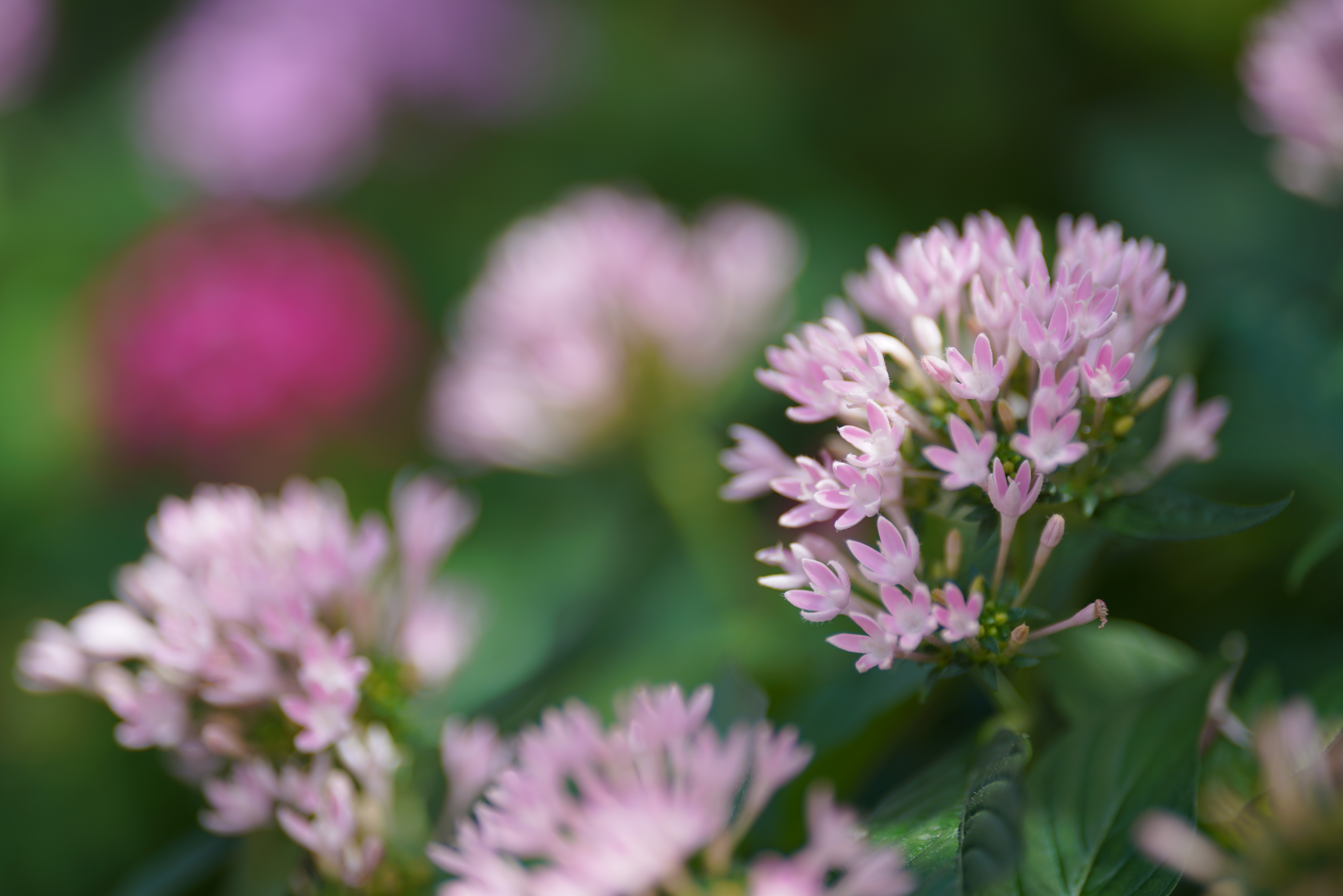 α7R III / 135mm F1.8 DG HSM | Art / 135mm / 絞り優先AE（1/1,000秒・F1.8・+0.3EV） / ISO 100