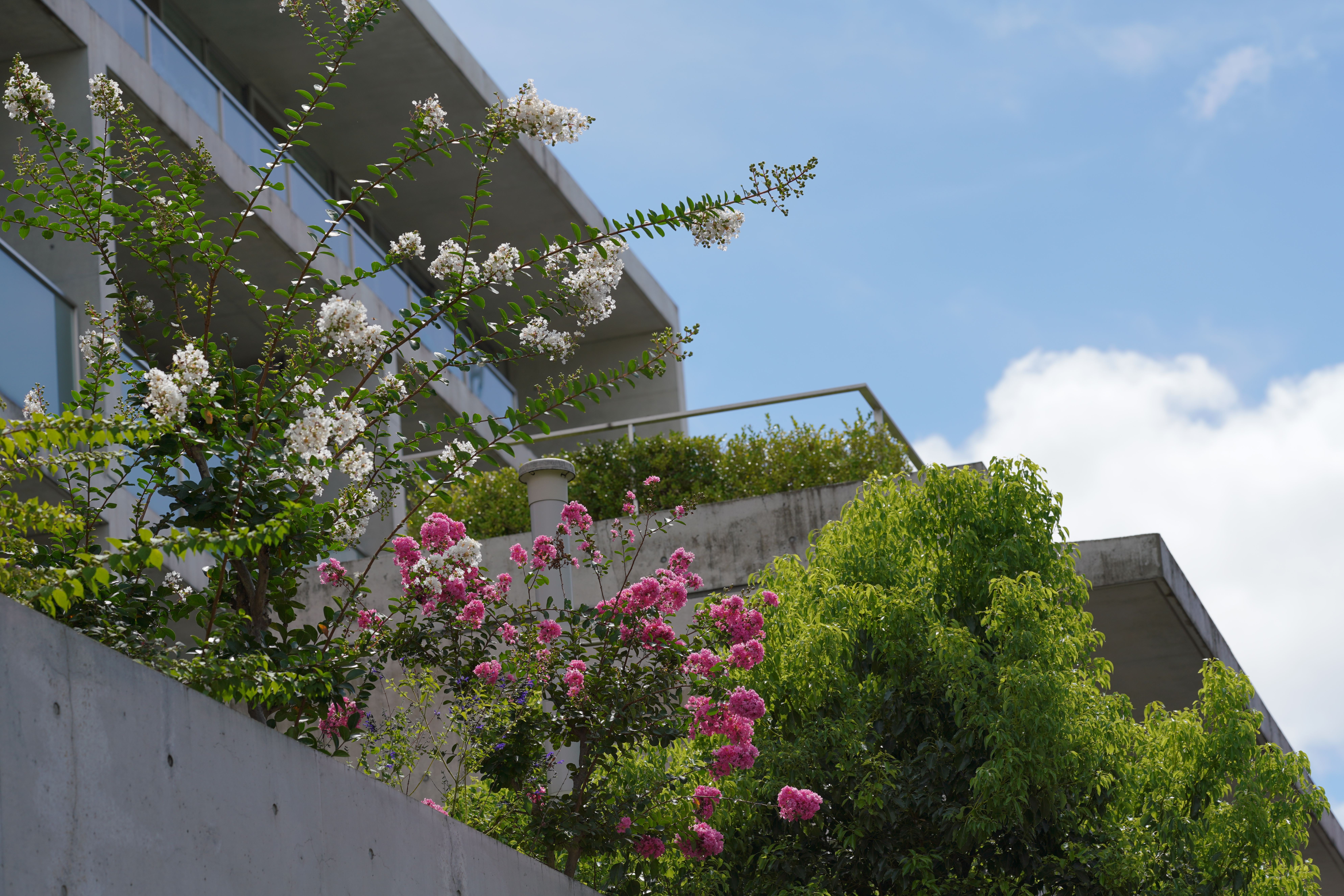 α7R III / 135mm F1.8 DG HSM | Art / 135mm / 絞り優先AE（1/640秒・F5.6・-0.7EV） / ISO 100