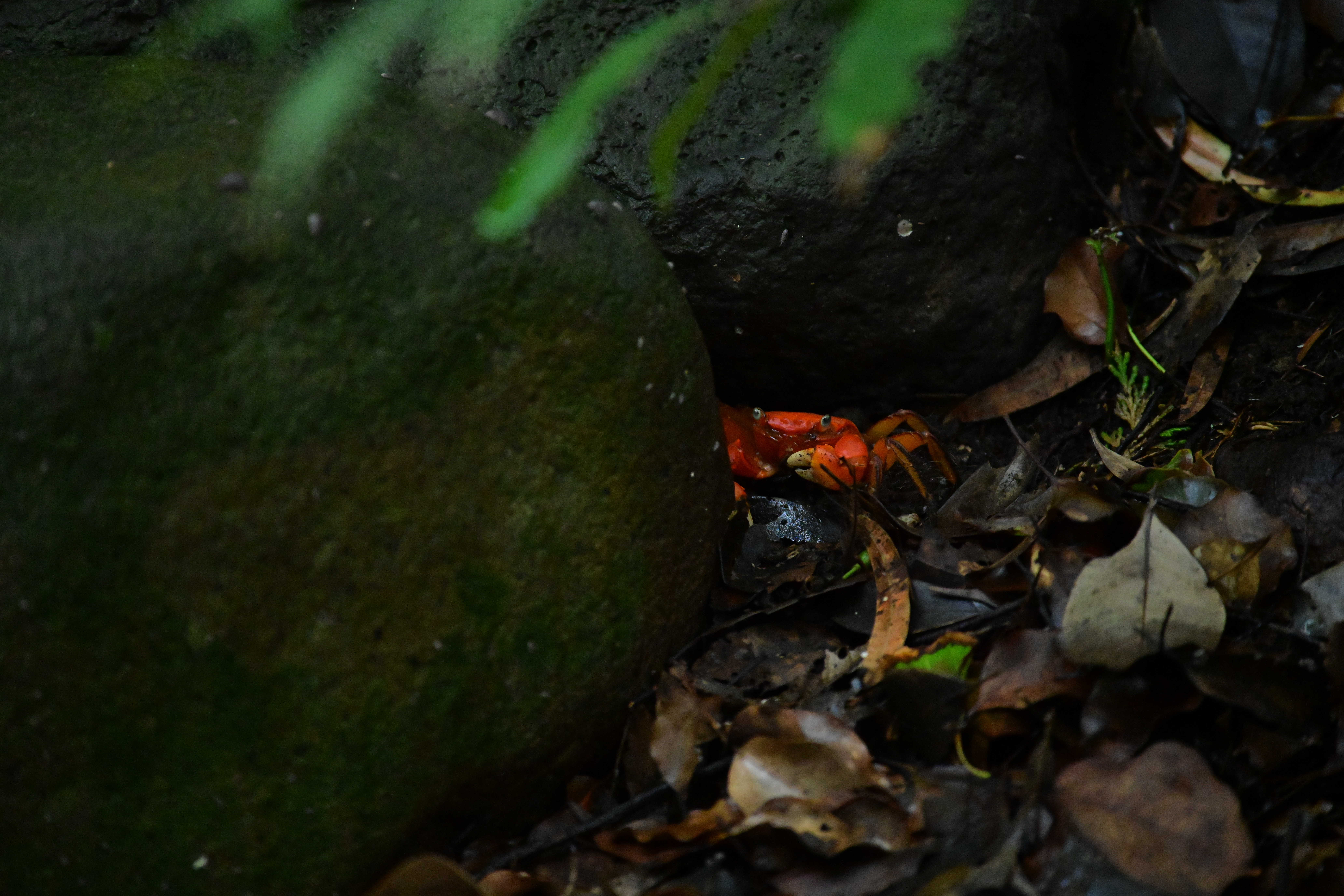 Z 7 / AF-P NIKKOR 70-300mm f/4.5-5.6E ED VR / 300mm / 絞り優先AE（1/320秒・F5.6・-2.0EV） / ISO 12800 / ピクチャーコントロール：ビビッド / WB：自然光オート